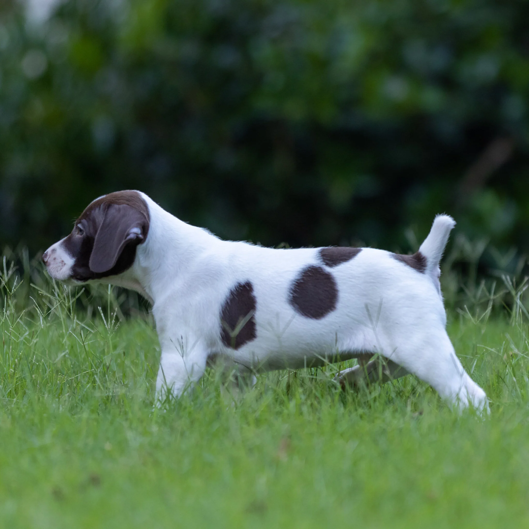 20210623-Gracie_2nd_Litter_Singles-131.jpg