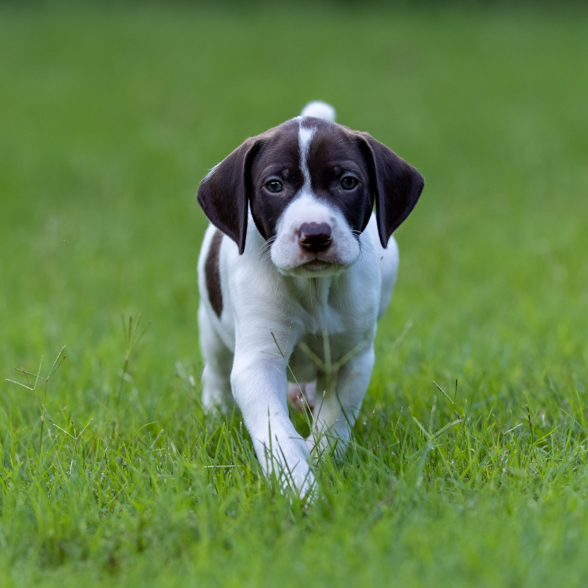 20210623-Gracie_2nd_Litter_Singles-230.jpg