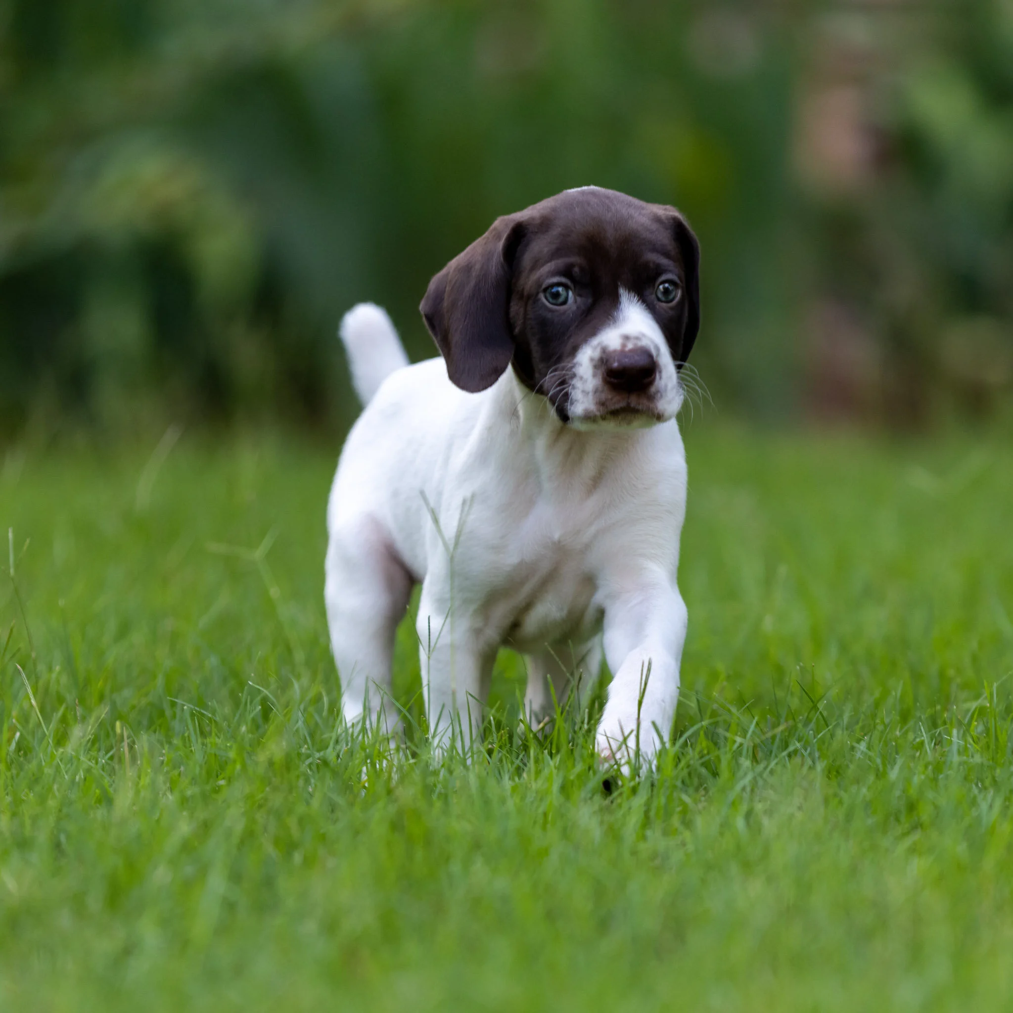 20210623-Gracie_2nd_Litter_Singles-621.jpg