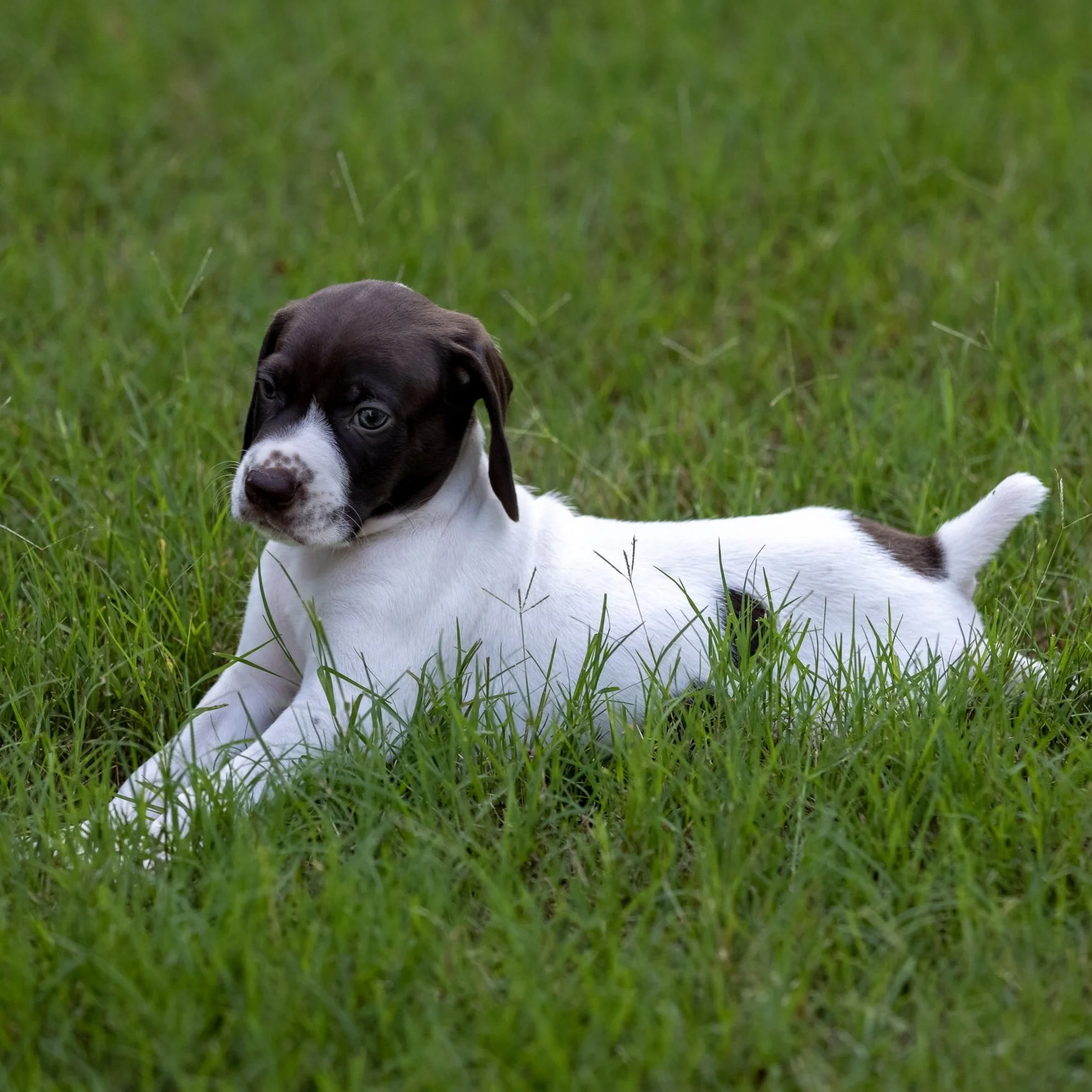 20210623-Gracie_2nd_Litter_Singles-97.jpg