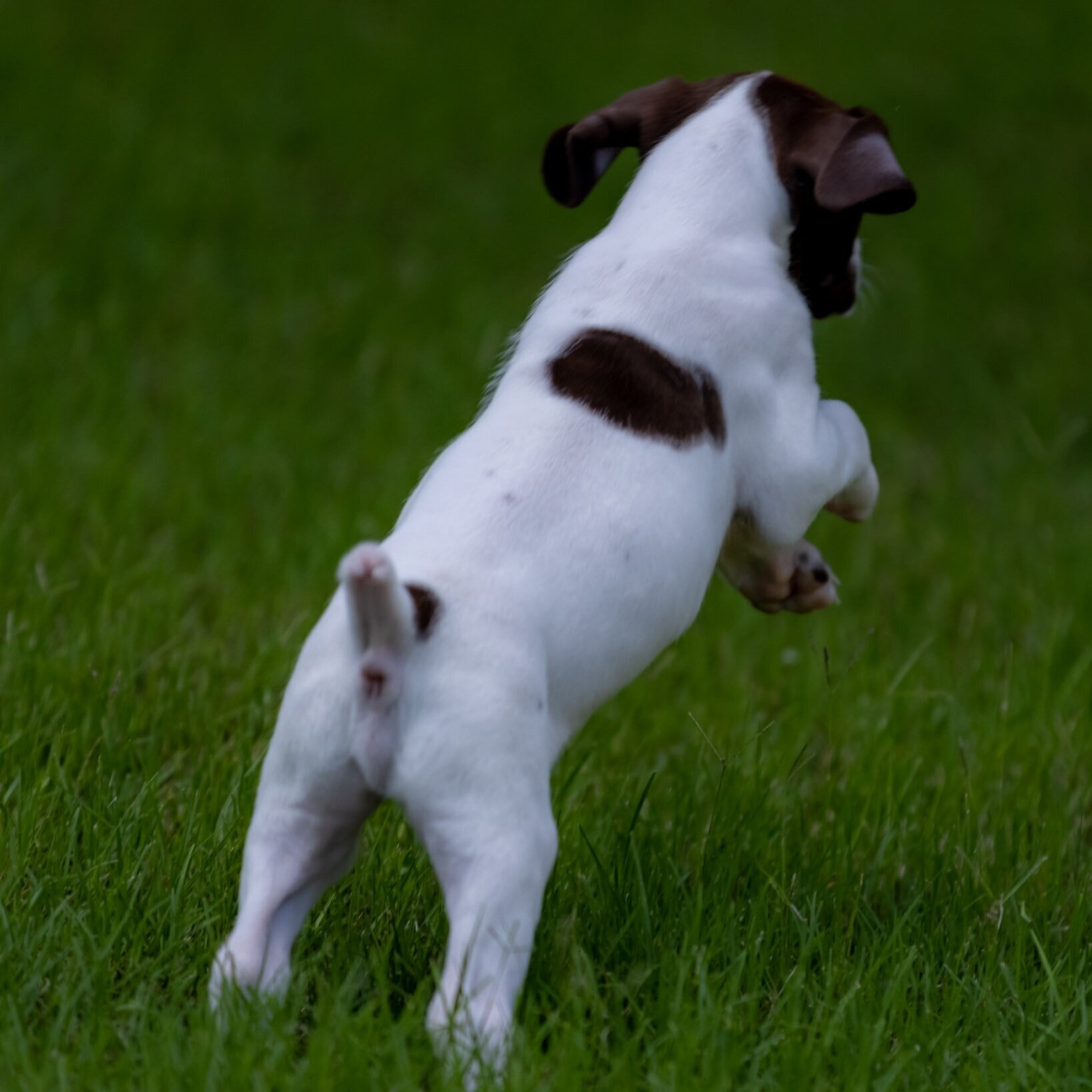 20210623-Gracie_2nd_Litter_Singles-129.jpg
