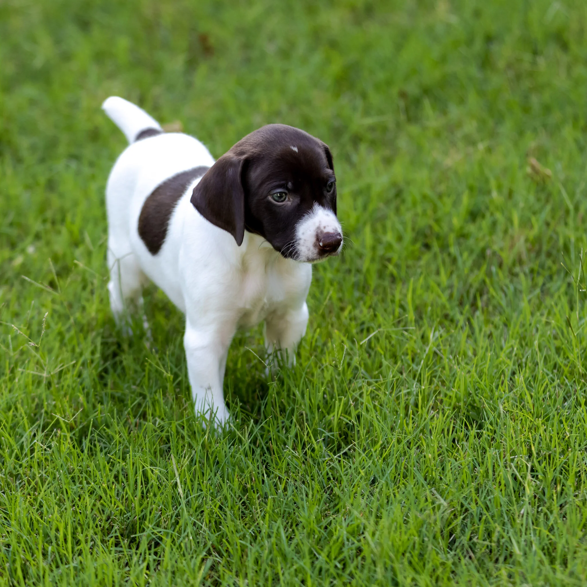 20210623-Gracie_2nd_Litter_Singles-120.jpg