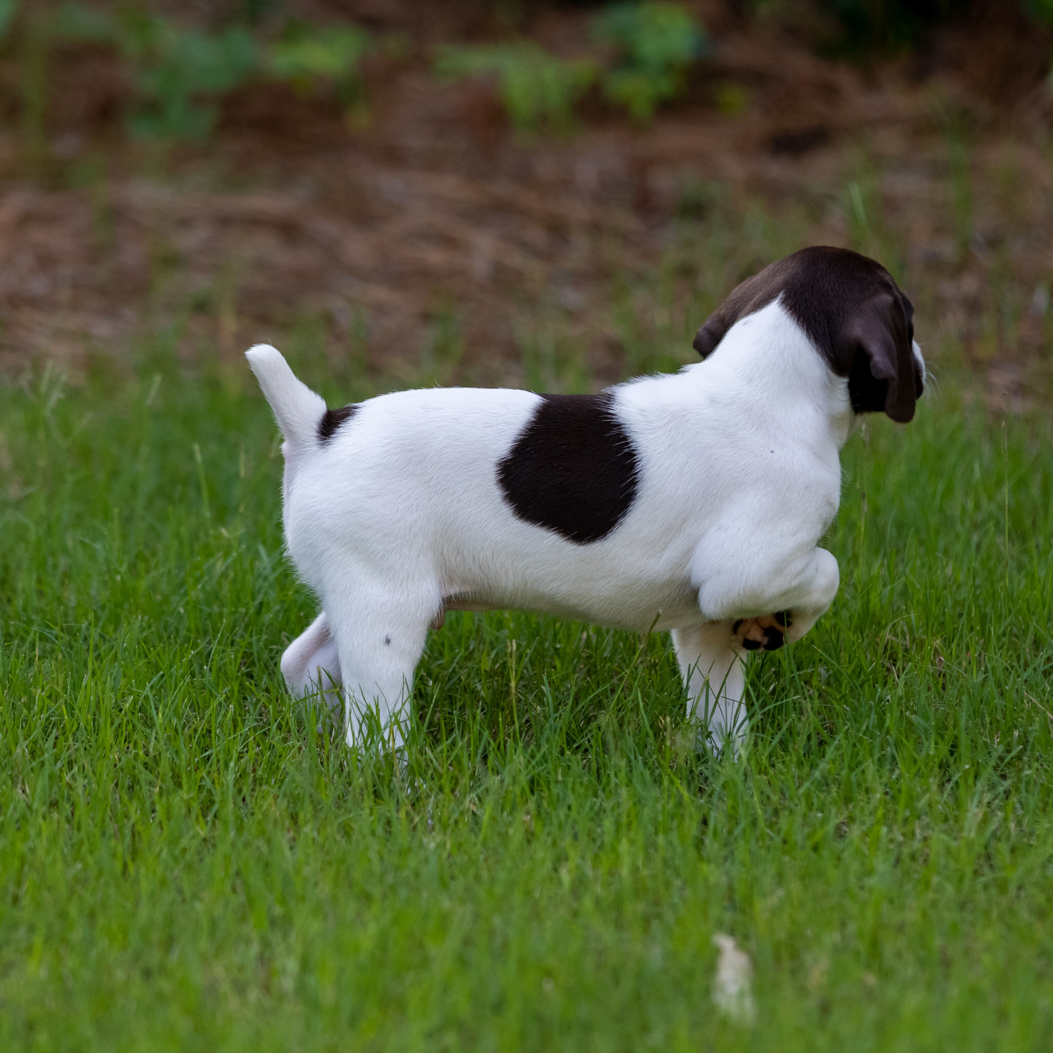 20210623-Gracie_2nd_Litter_Singles-401.jpg