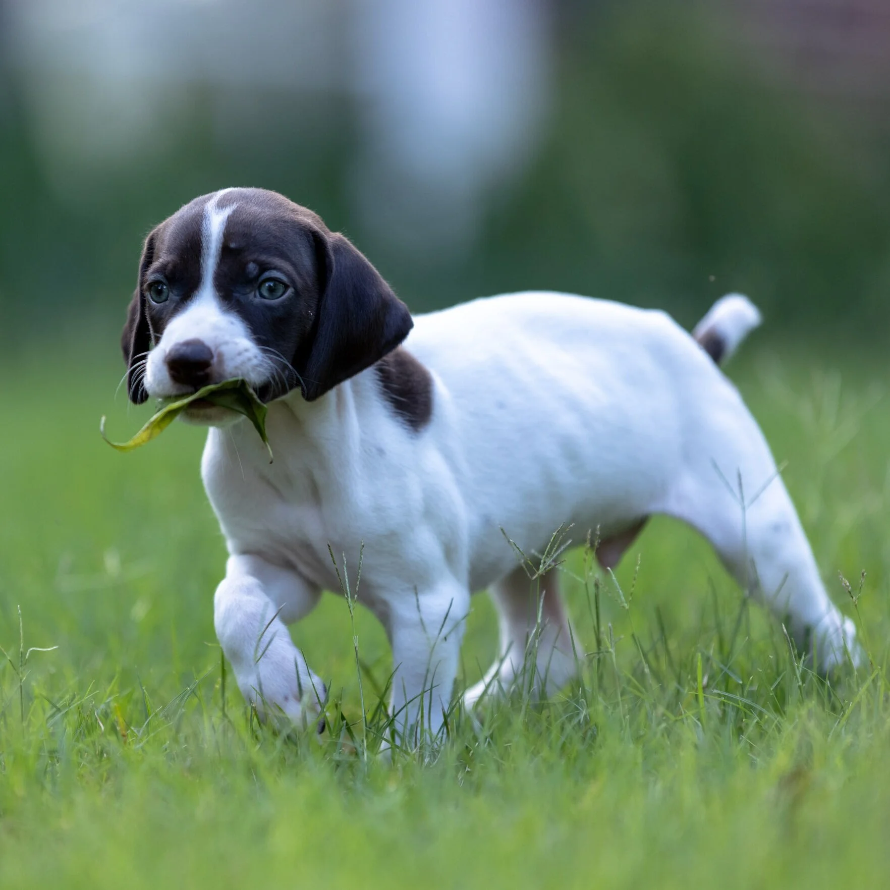 20210623-Gracie_2nd_Litter_Singles-90.jpg