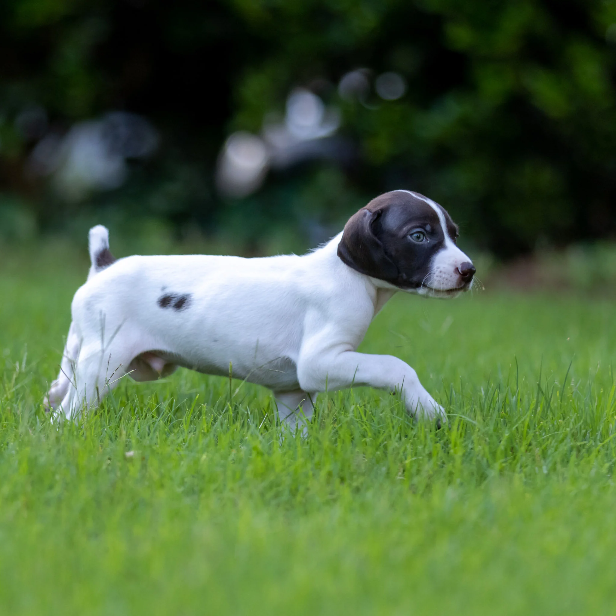 20210623-Gracie_2nd_Litter_Singles-98.jpg