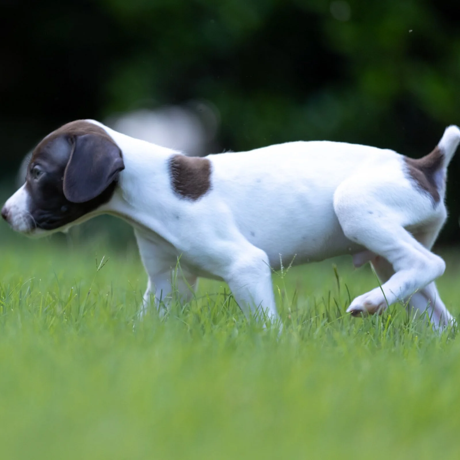 20210623-Gracie_2nd_Litter_Singles-162.jpg
