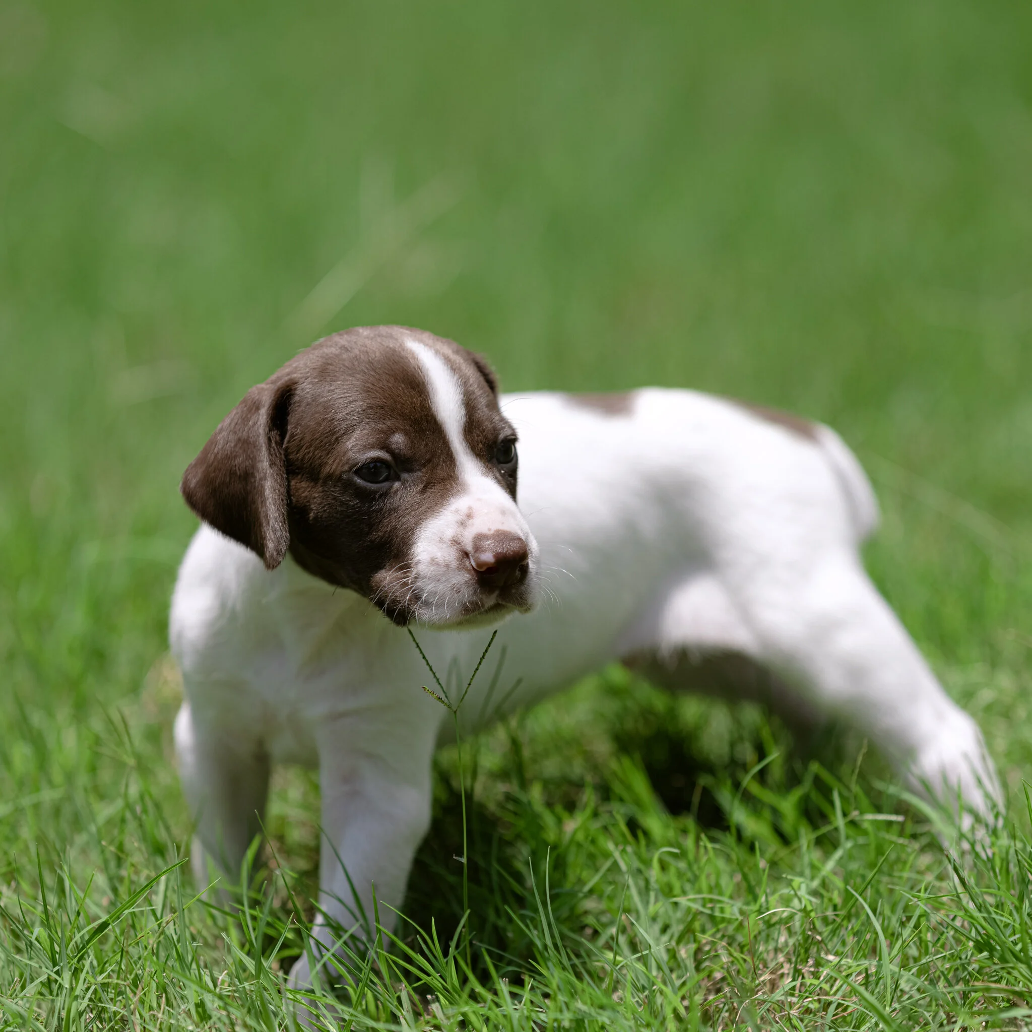 20210612-Gracie_2nd_Litter_Singles-178.jpg