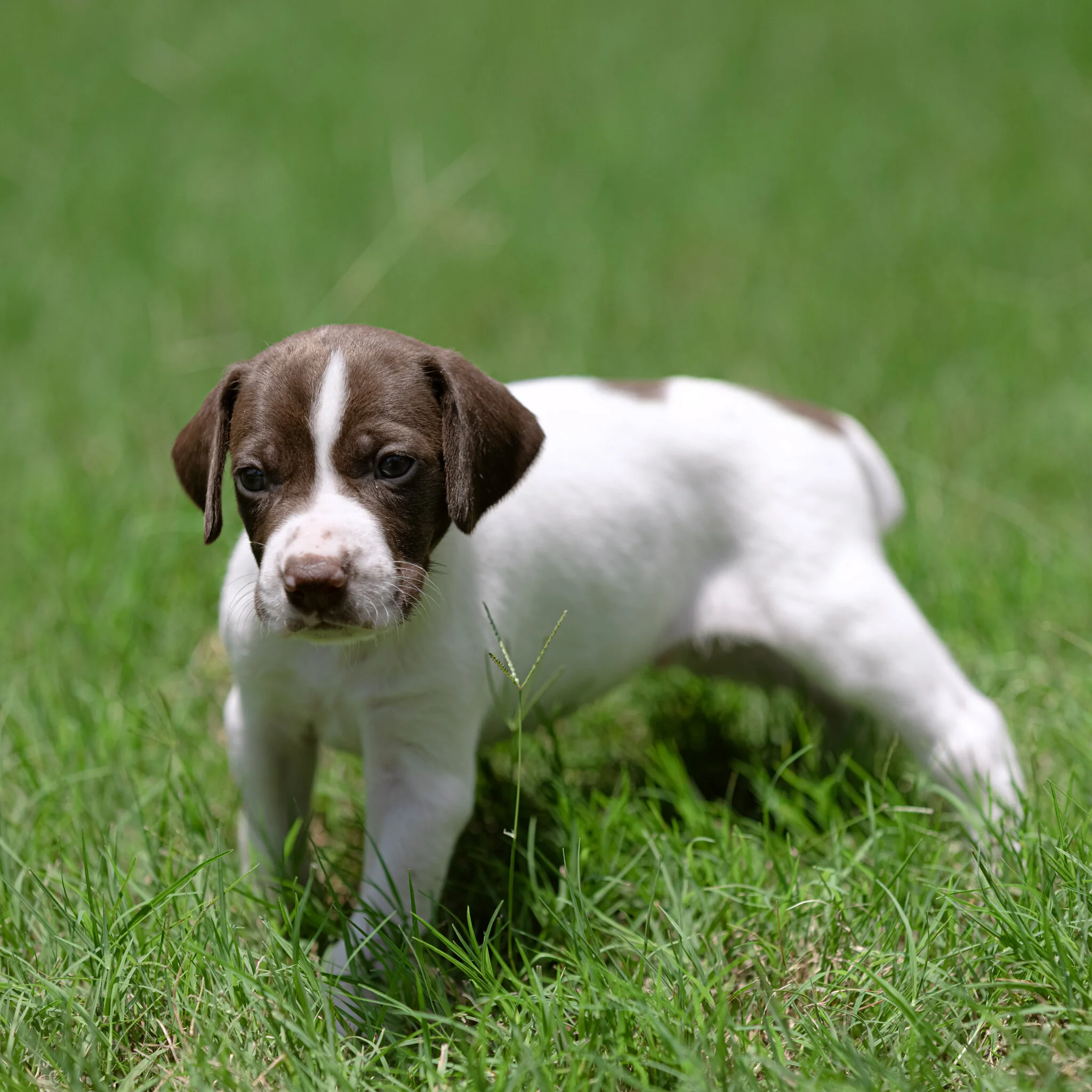 20210612-Gracie_2nd_Litter_Singles-173.jpg