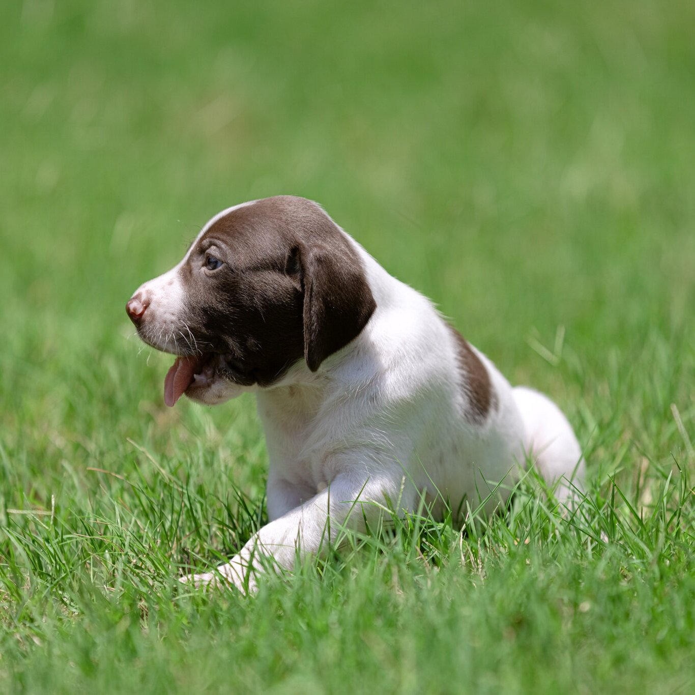 20210612-Gracie_2nd_Litter_Singles-277.jpg