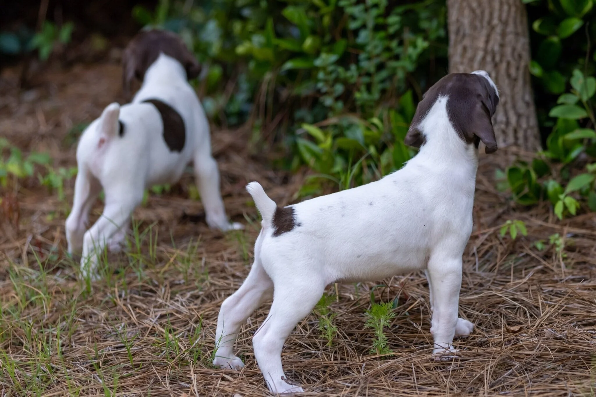 20210623-Gracie_2nd_Litter_Singles-512.jpg