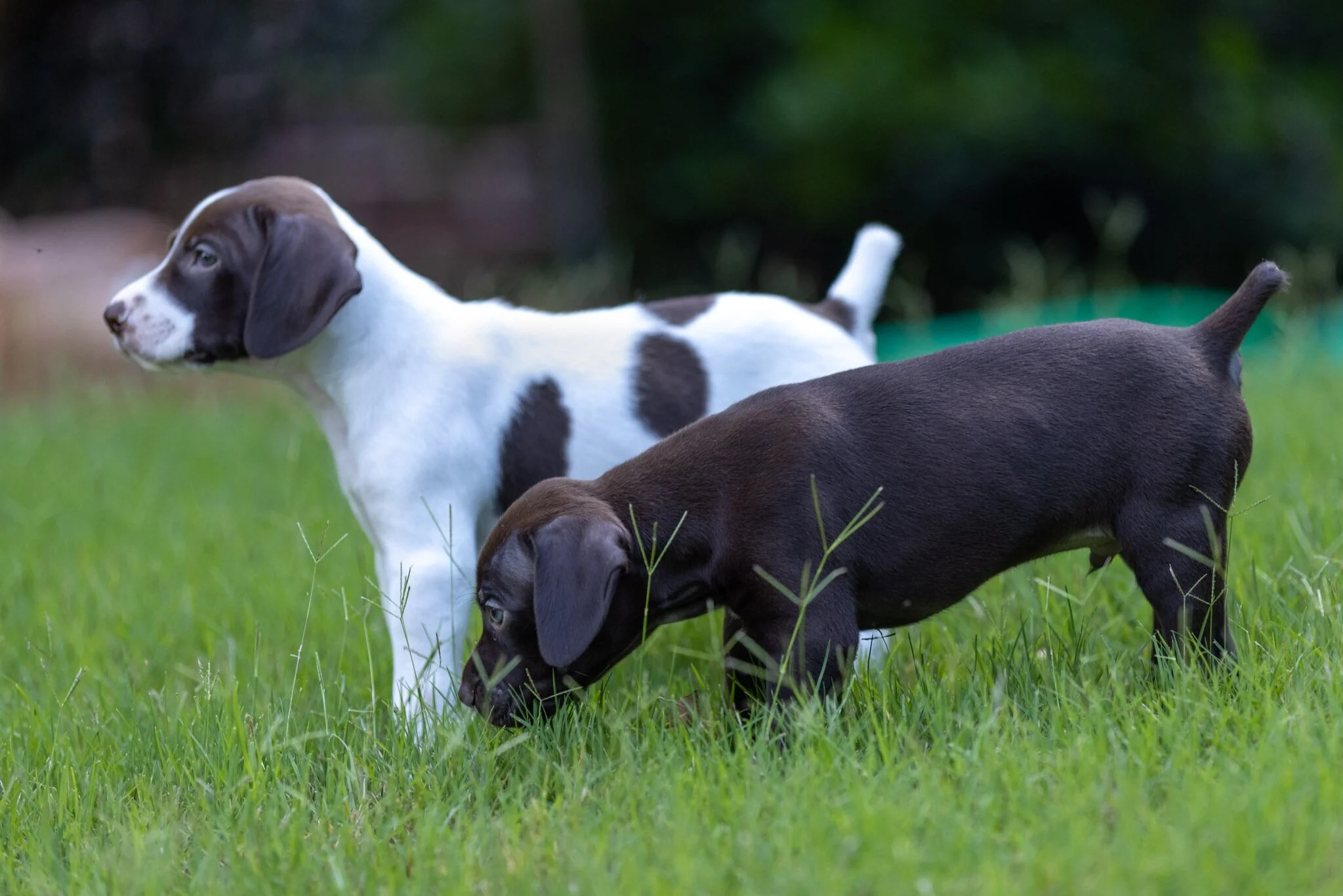 20210623-Gracie_2nd_Litter_Singles-79.jpg