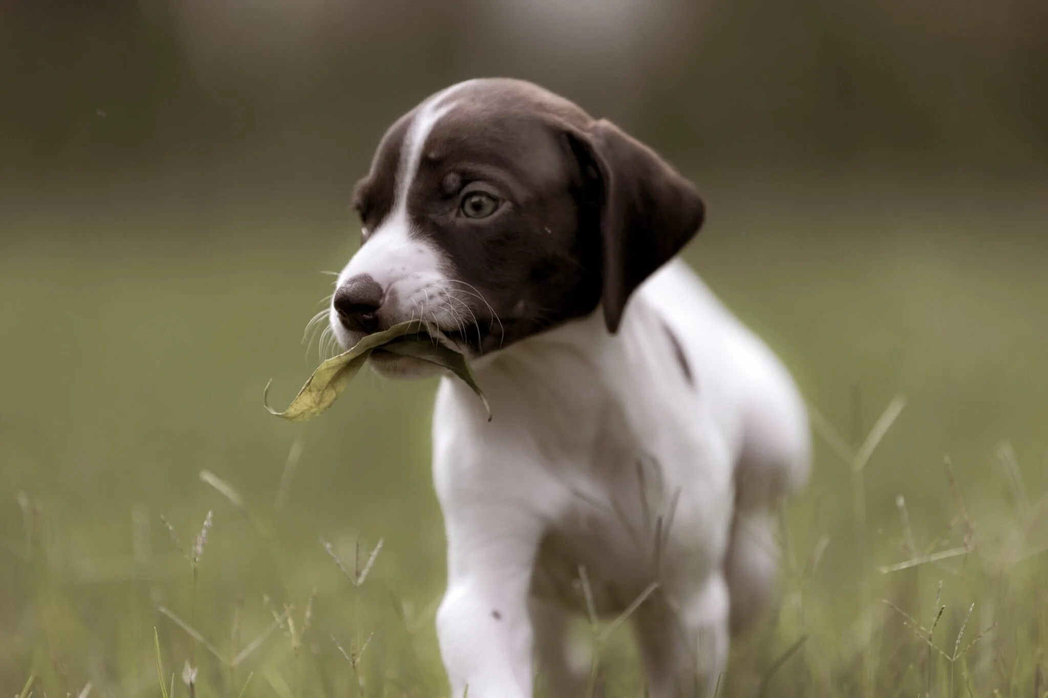 20210623-Gracie_2nd_Litter_Singles-183.jpg