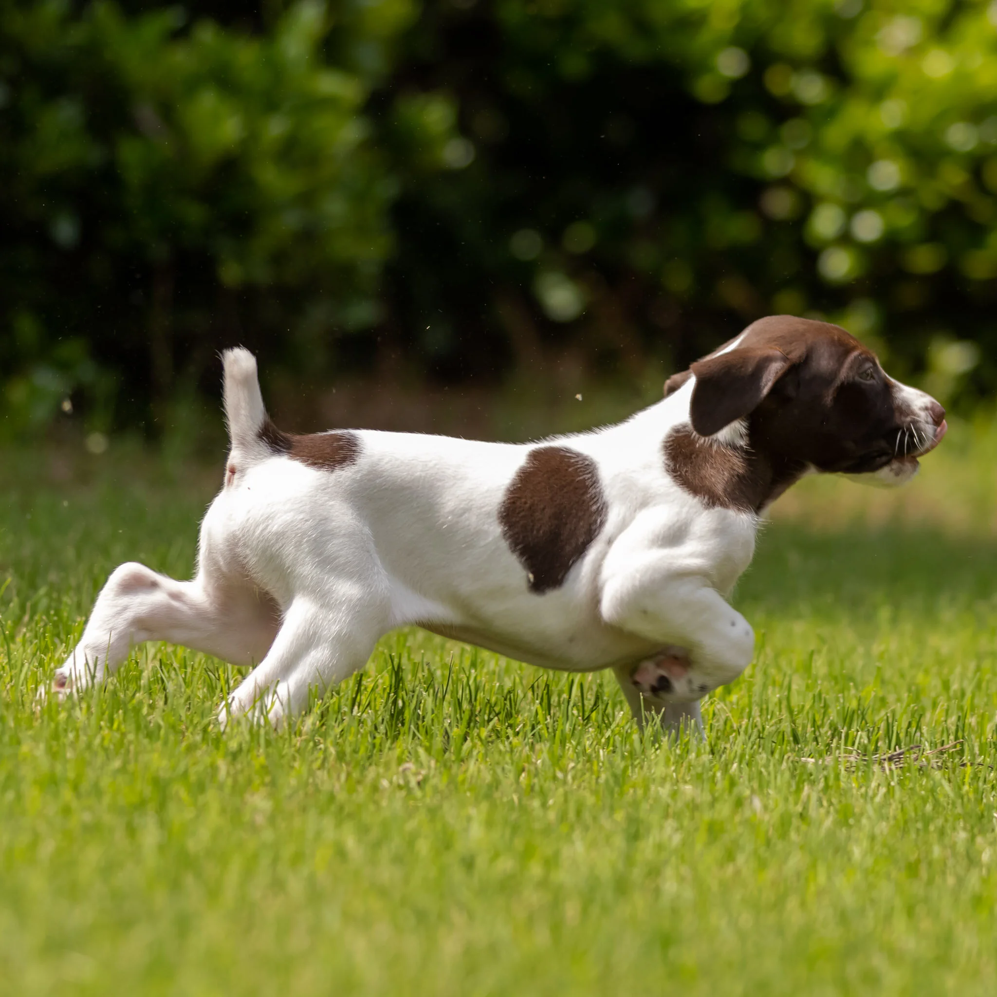 20210618-Gracie_2nd_Litter_Singles-35.jpg