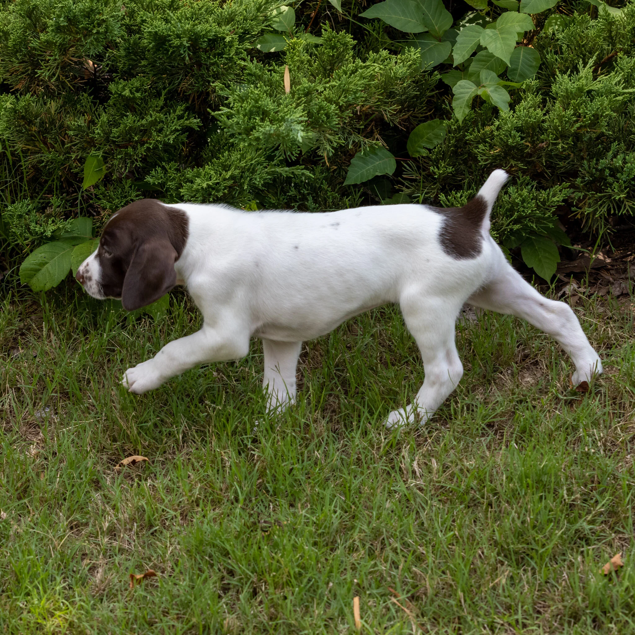 20210618-Gracie_2nd_Litter_Singles-62.jpg