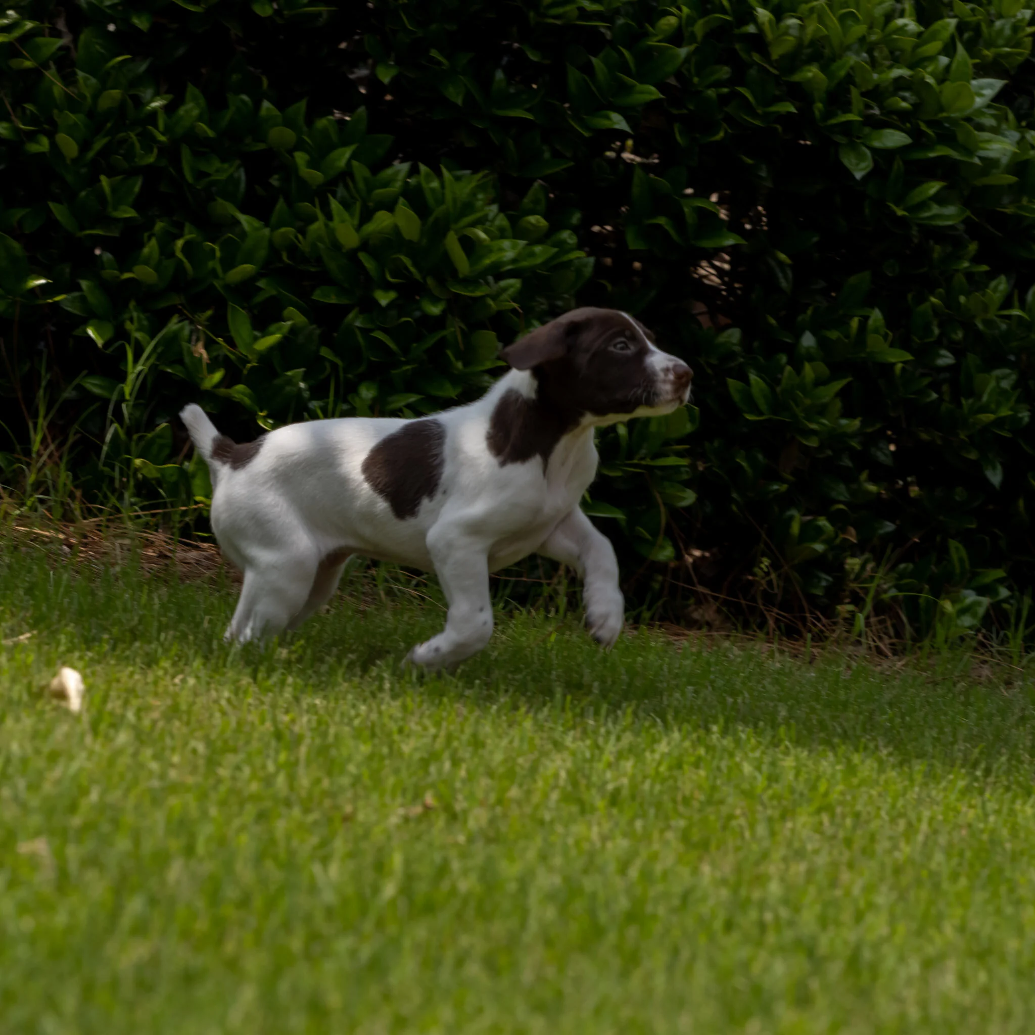 20210618-Gracie_2nd_Litter_Singles-39.jpg