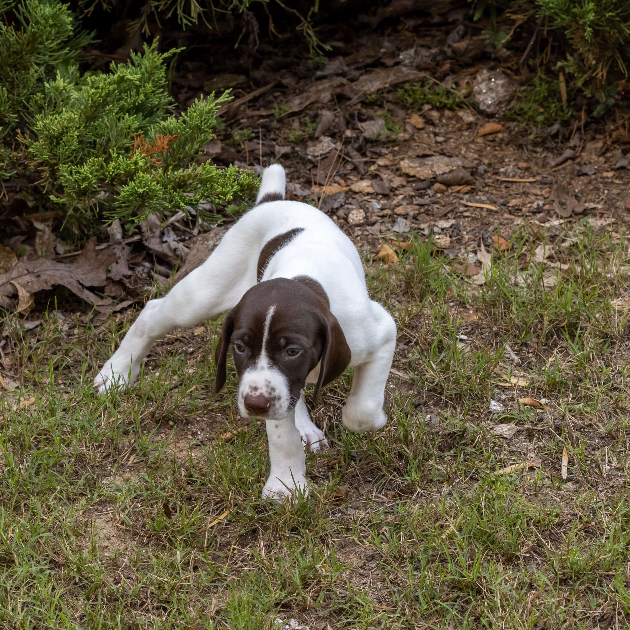 20210618-Gracie_2nd_Litter_Singles-57.jpg