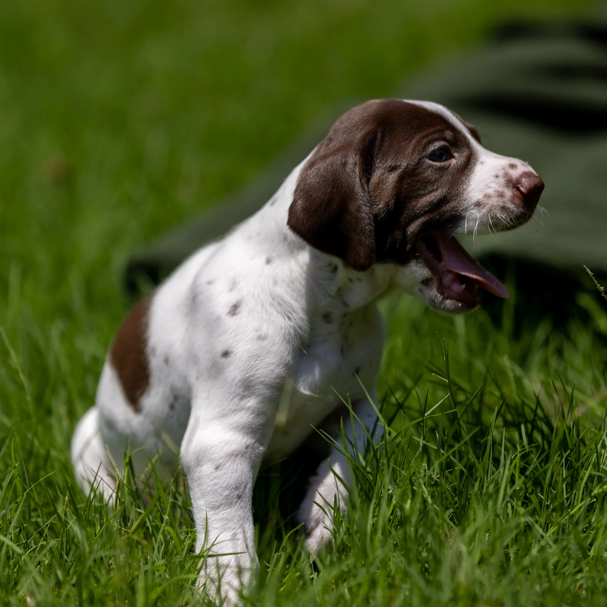 20210612-Gracie_2nd_Litter_Singles-19.jpg