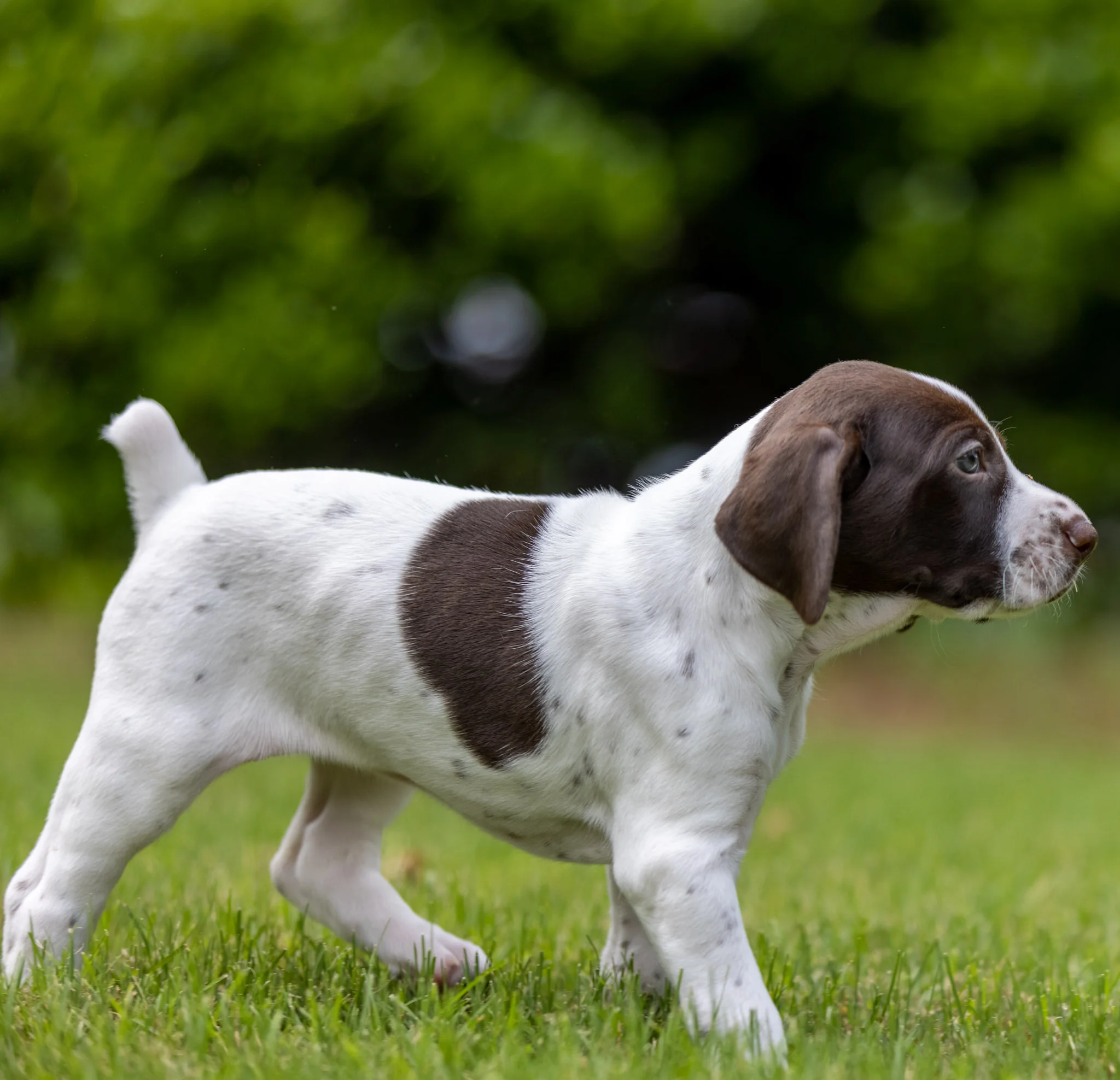 20210618-Gracie_2nd_Litter_Singles-22-2.jpg