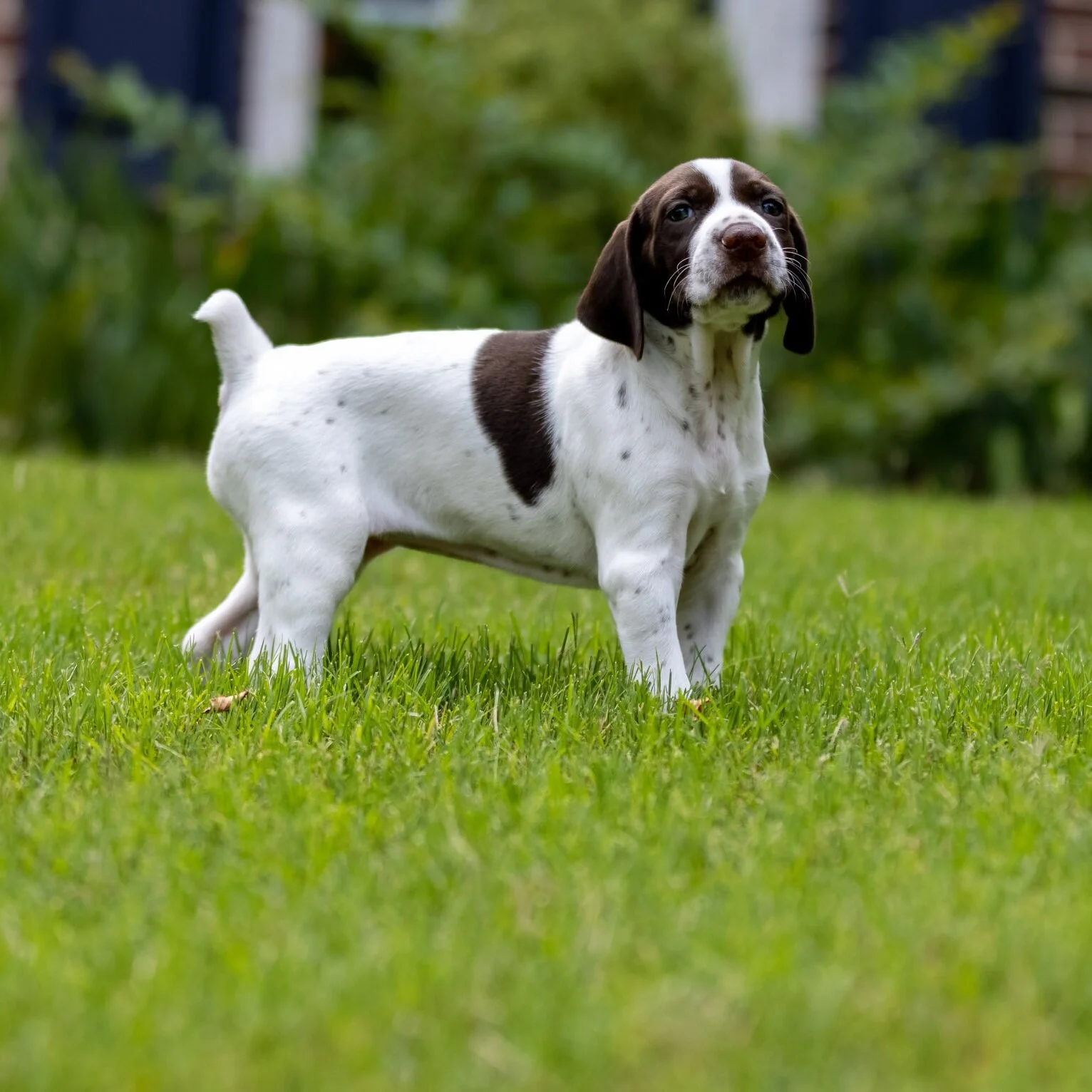 20210618-Gracie_2nd_Litter_Singles-16.jpg