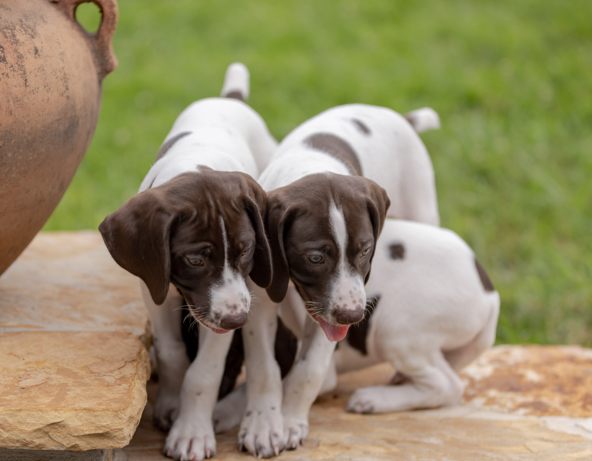 20210709-Gracie_2nd_Litter_Singles-100.jpg