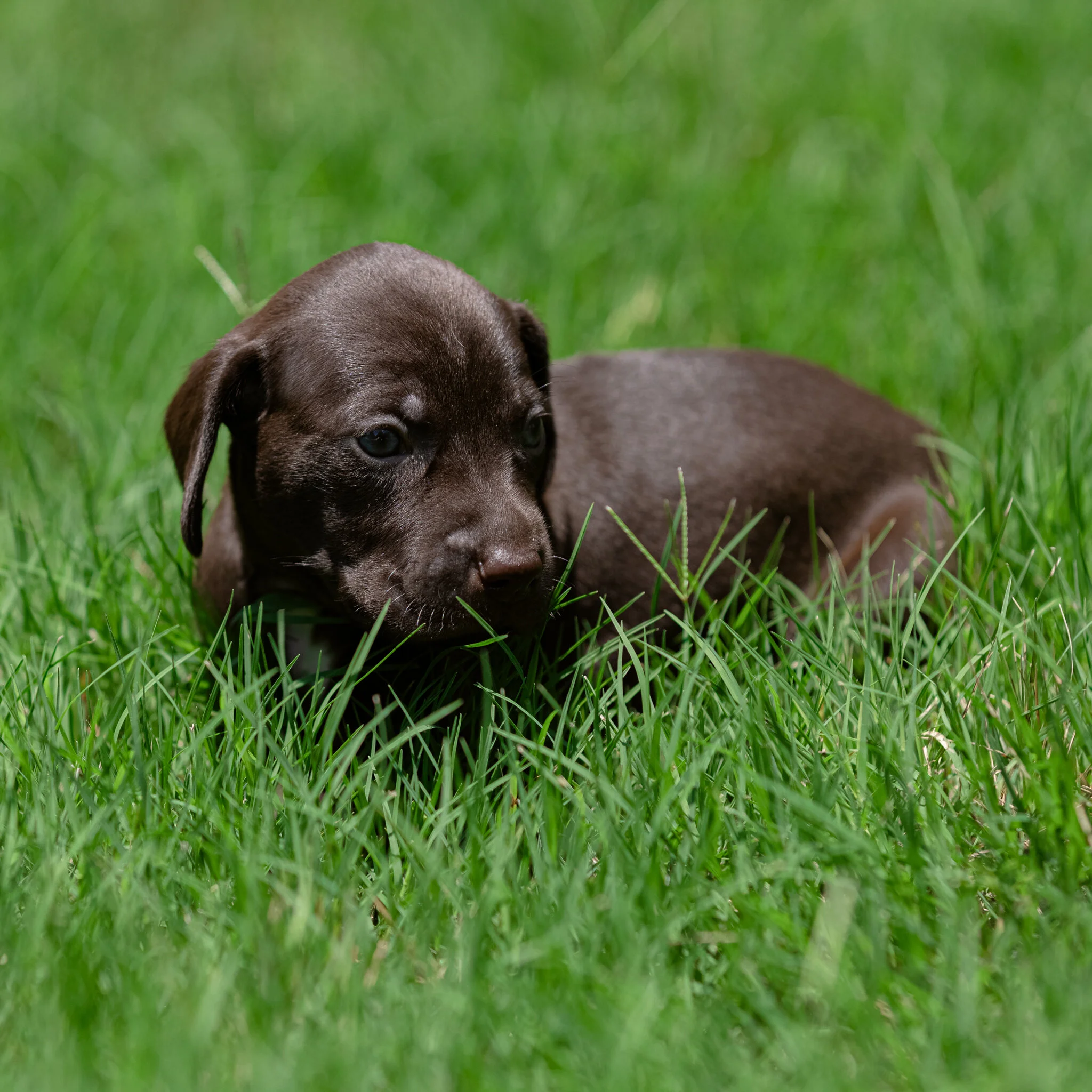 20210612-Gracie_2nd_Litter_Singles-378.jpg