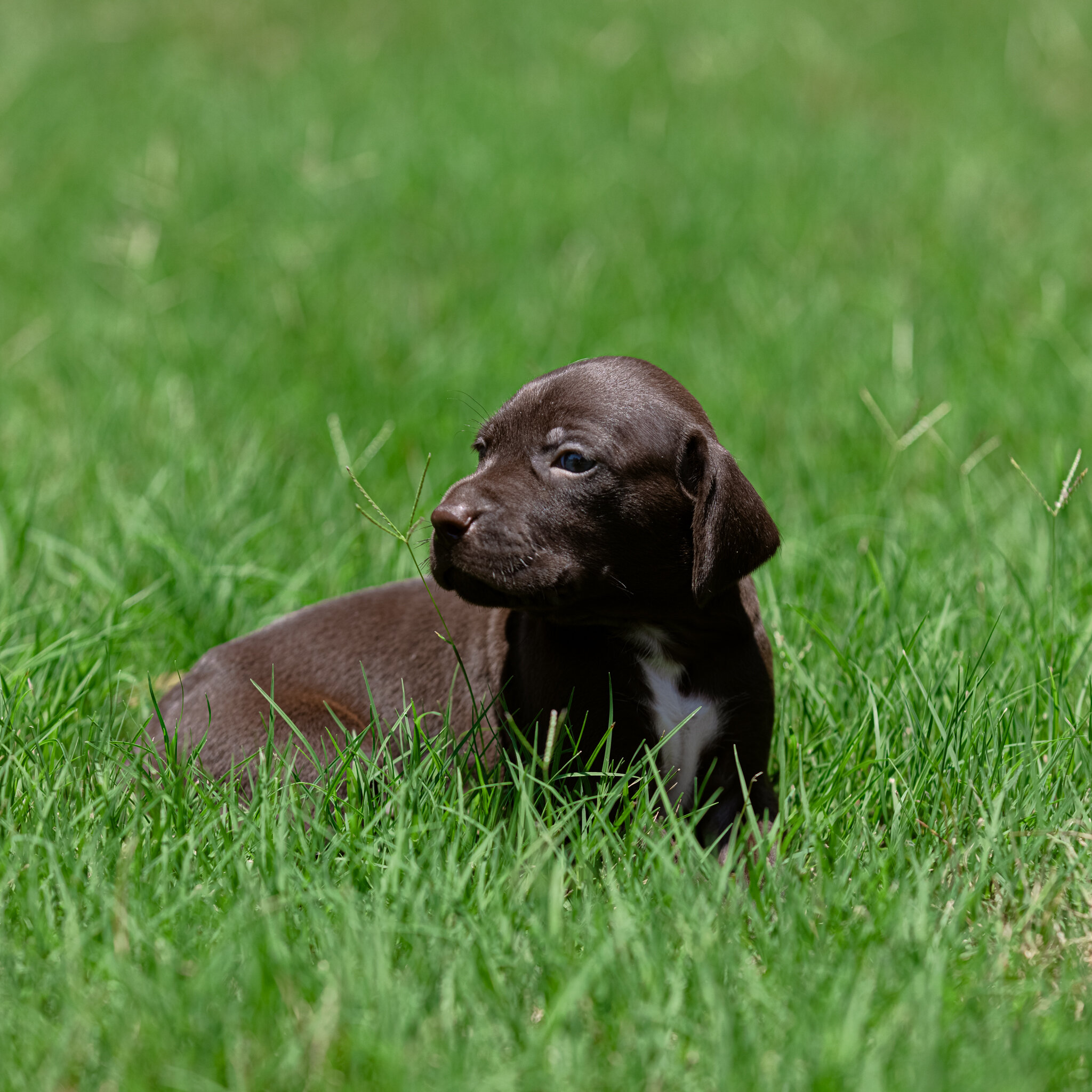 20210612-Gracie_2nd_Litter_Singles-390.jpg