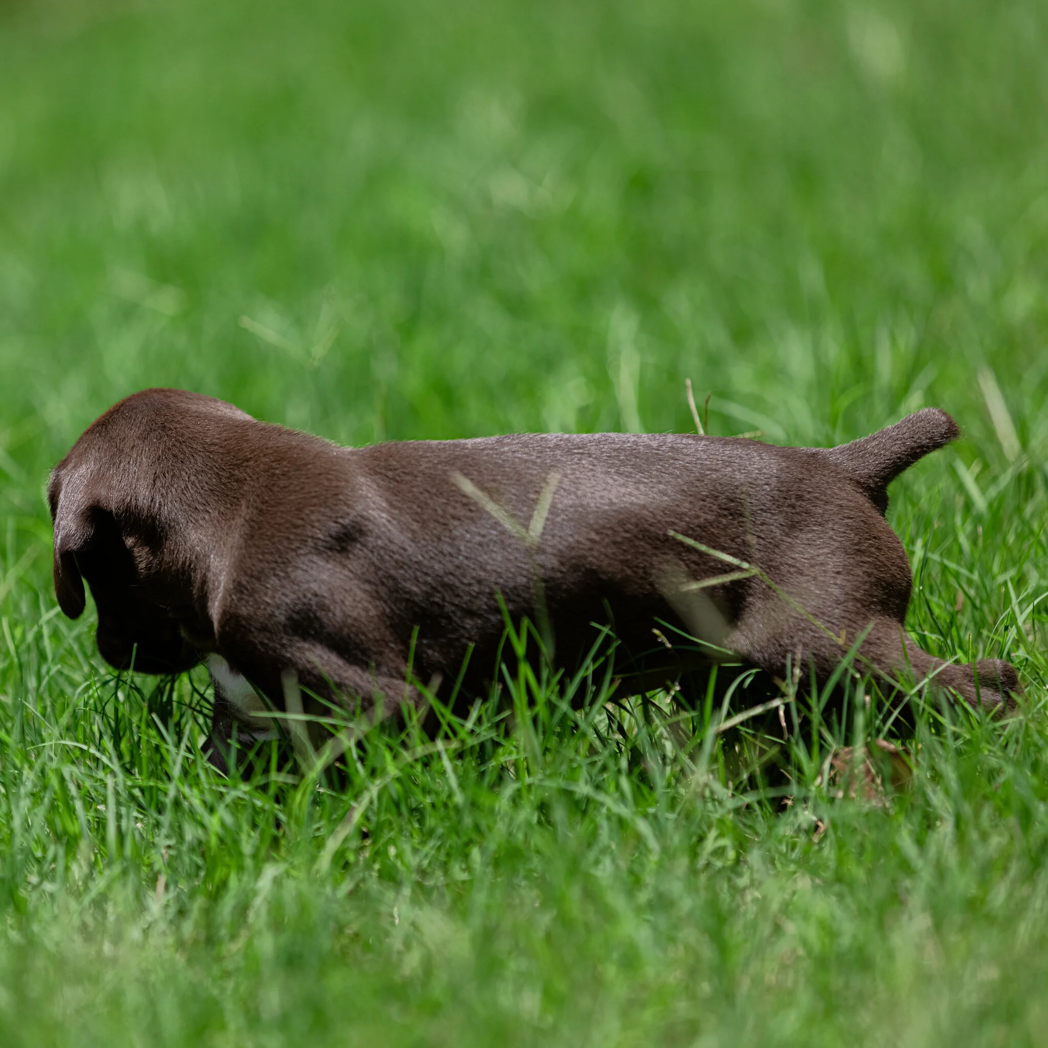 20210612-Gracie_2nd_Litter_Singles-419.jpg