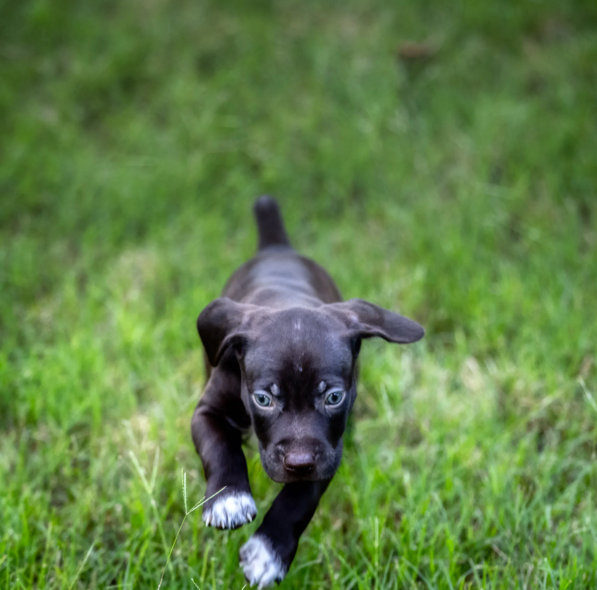 20210623-Gracie_2nd_Litter_Singles-528_AuroraHDR2019-edit.jpg