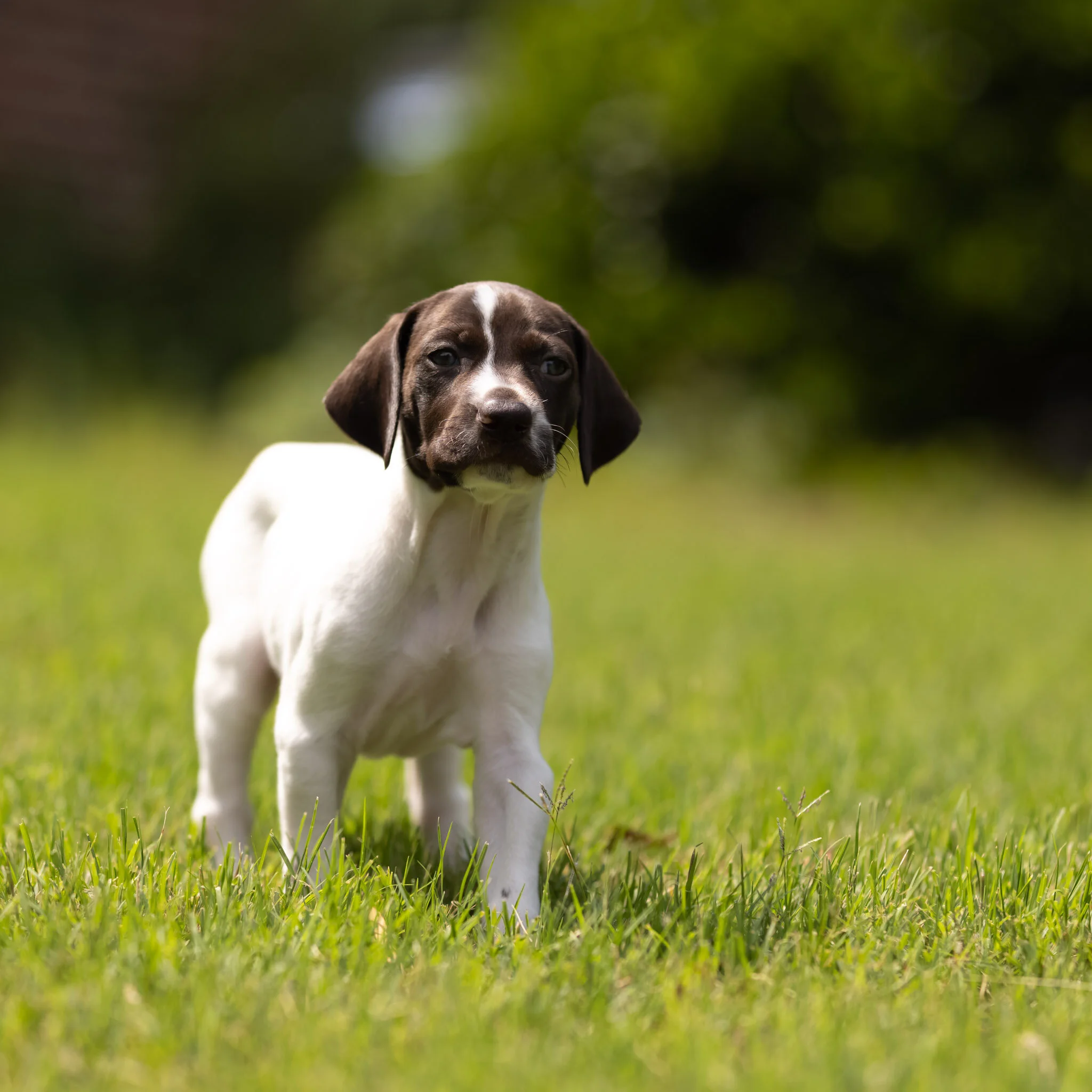 20210618-Gracie_2nd_Litter_Singles-82.jpg