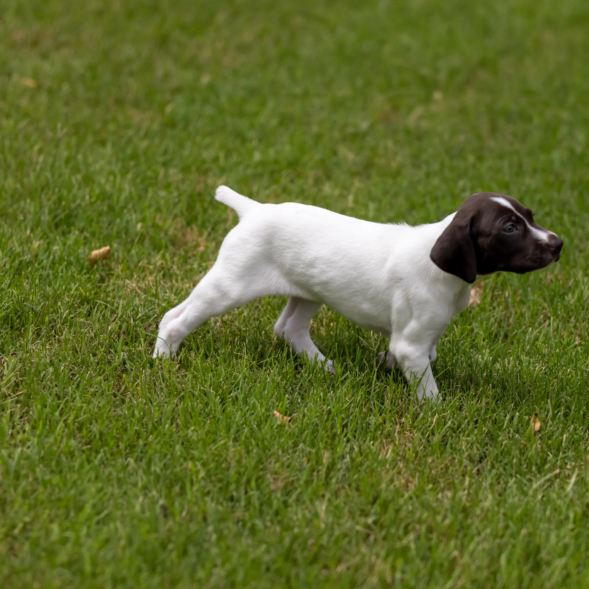 20210618-Gracie_2nd_Litter_Singles-93.jpg