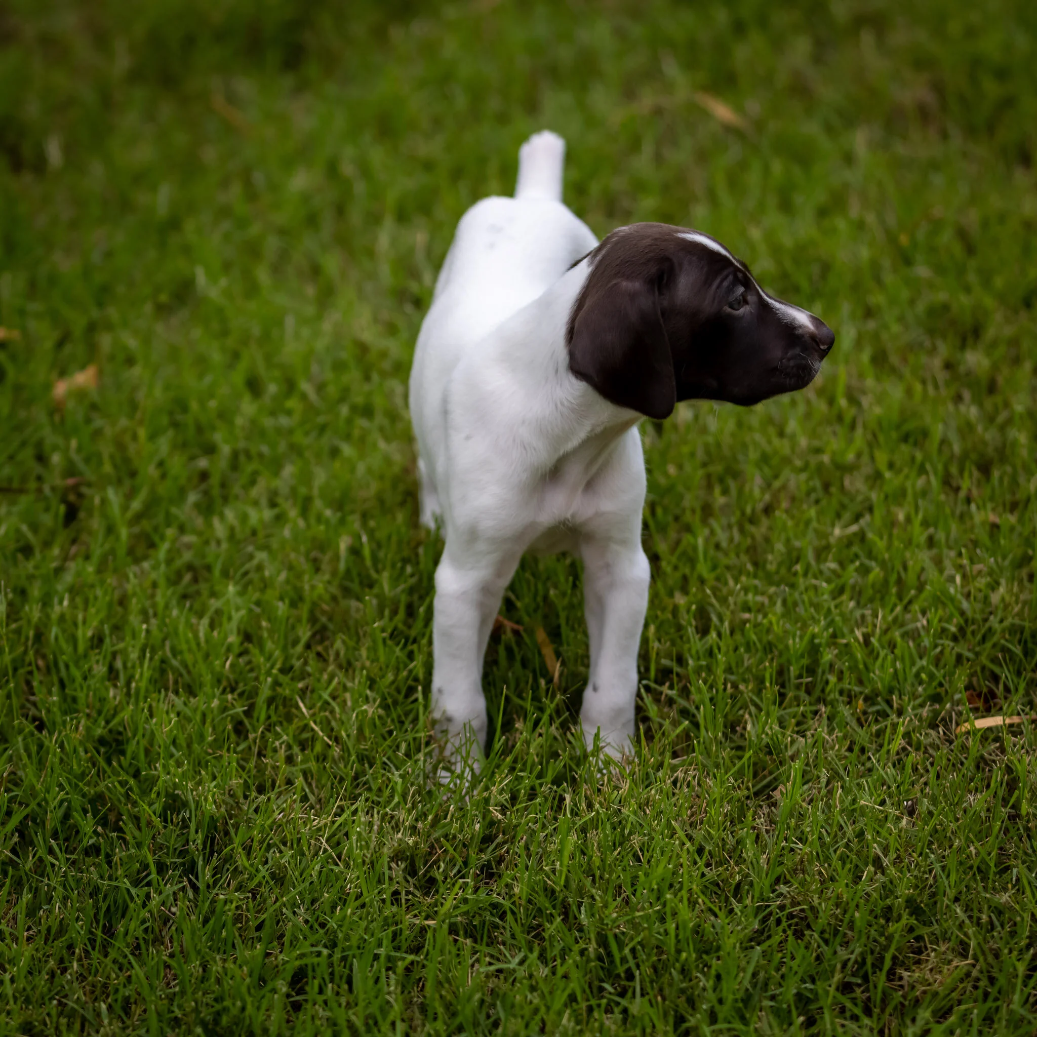 20210618-Gracie_2nd_Litter_Singles-111.jpg