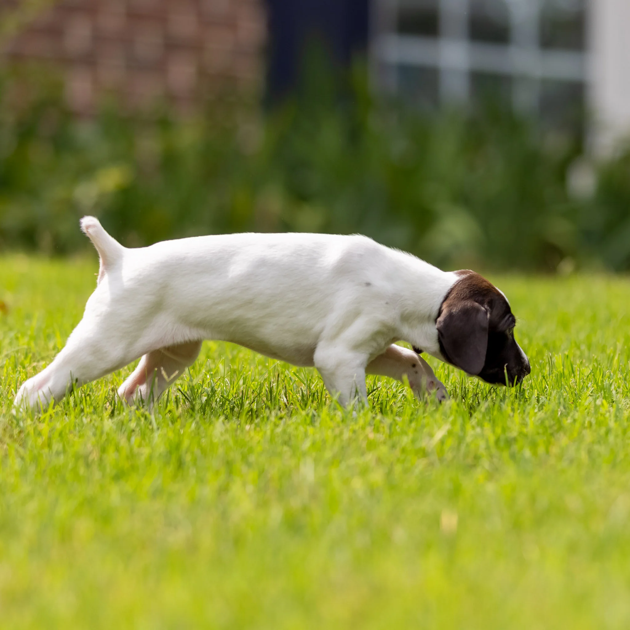 20210618-Gracie_2nd_Litter_Singles-72.jpg