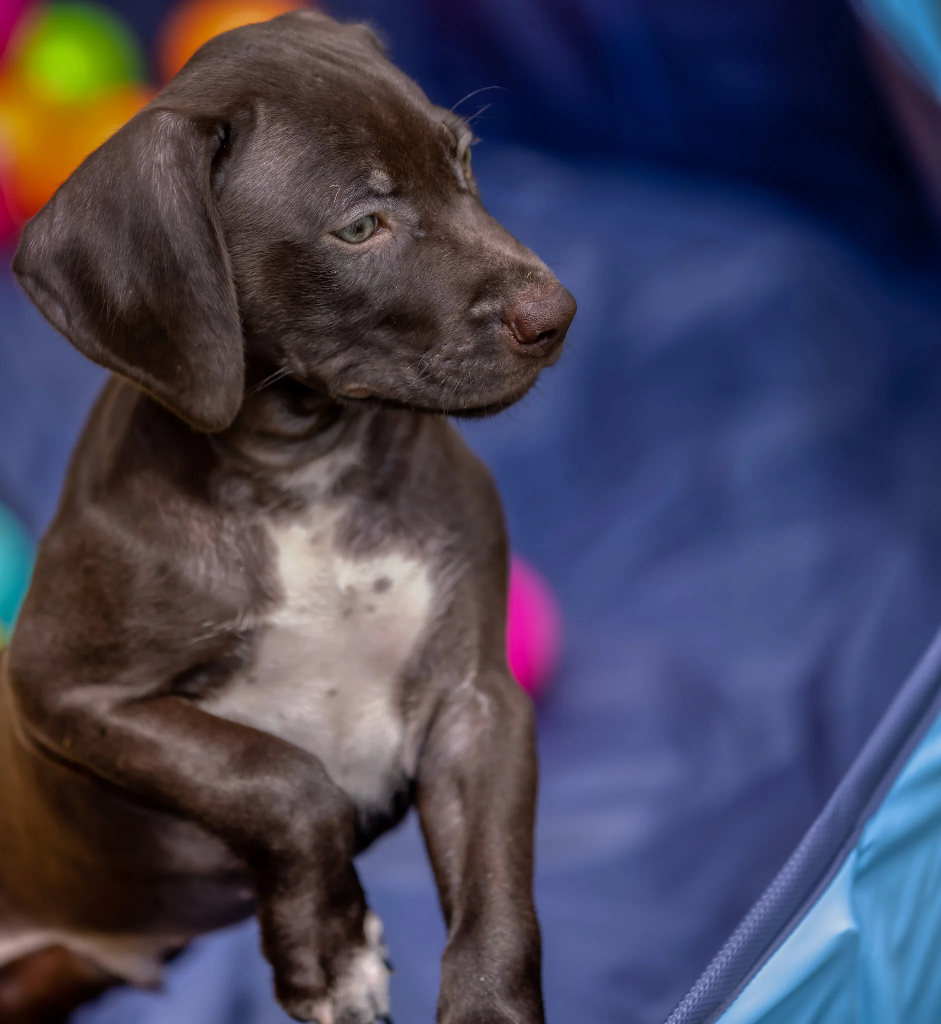 20210709-Gracie_2nd_Litter_Singles-56_AuroraHDR2019-edit.jpg
