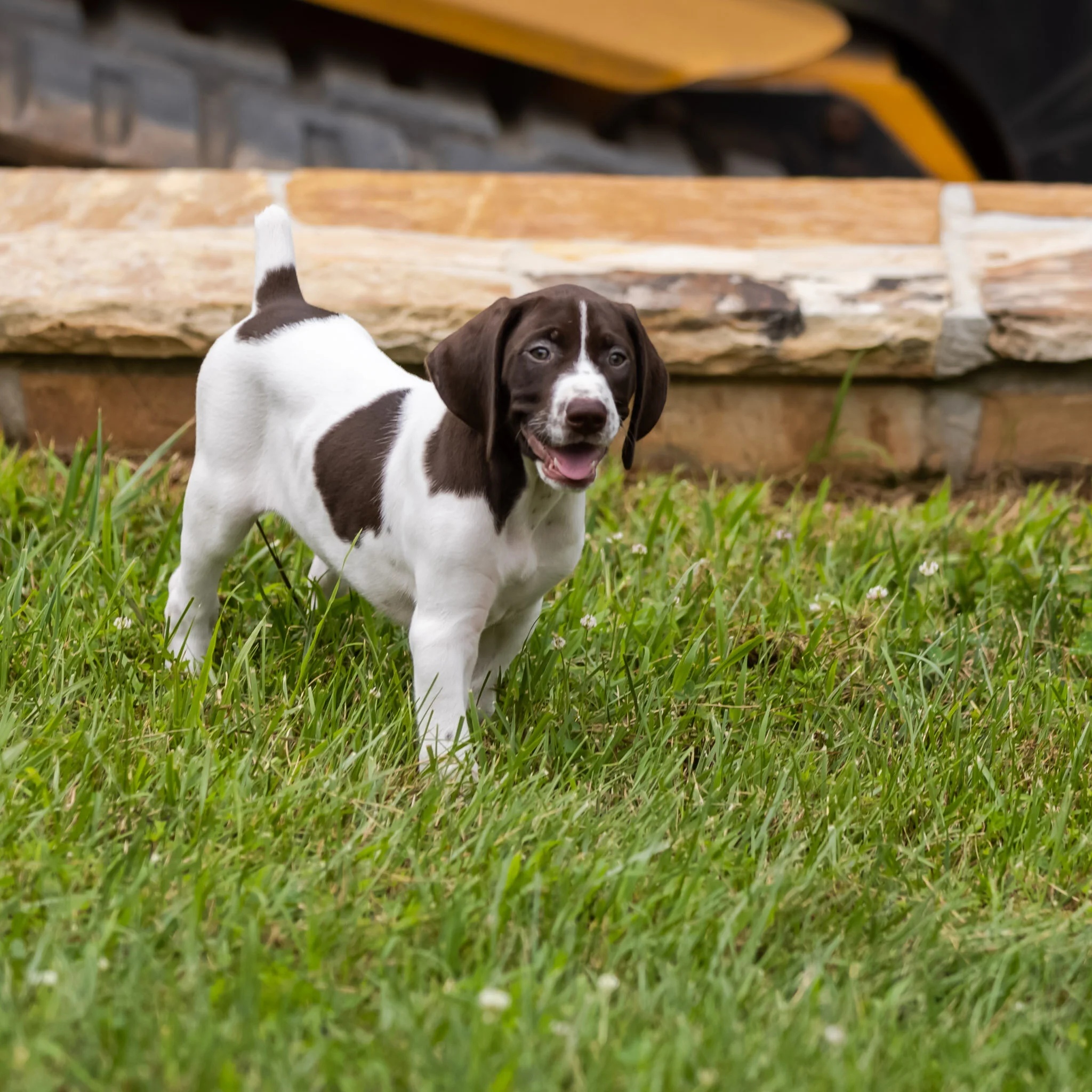 20210709-Gracie_2nd_Litter_Singles-59.jpg