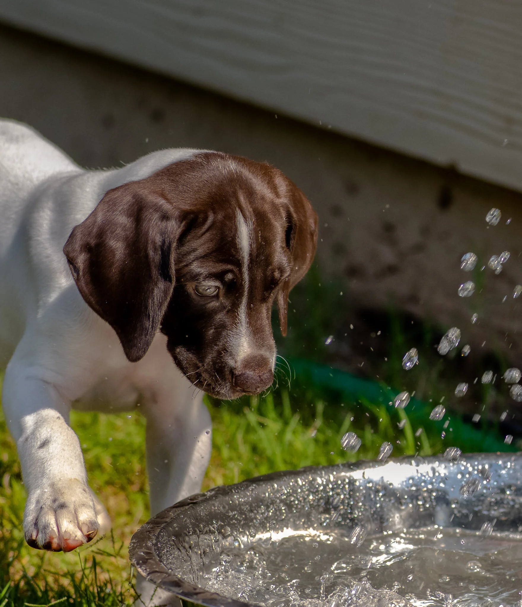 20210704-Gracie_2nd_Litter_Singles-88_AuroraHDR2019-edit.jpg
