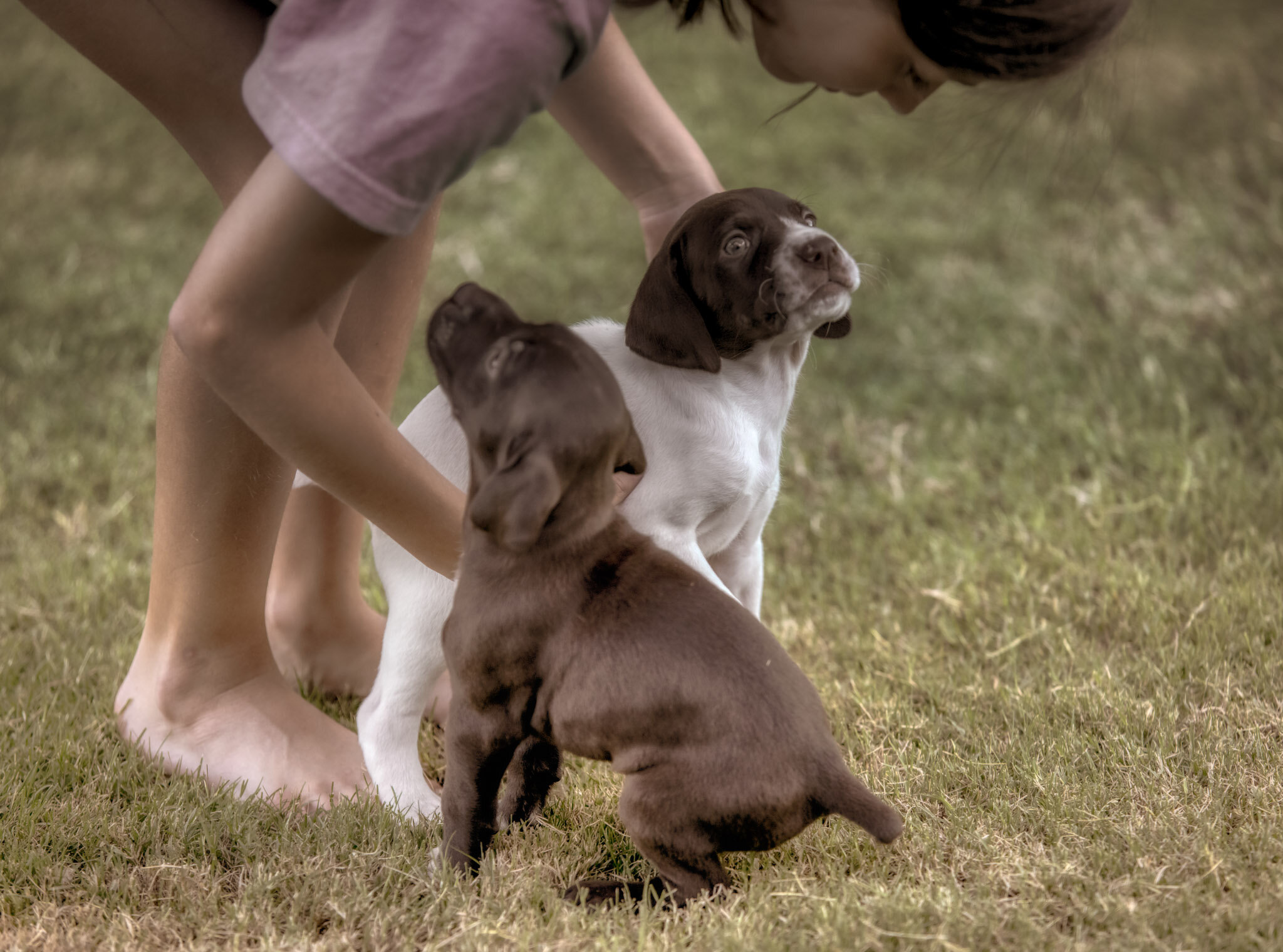 20210615-Gracie_2nd_Litter_Singles-81_AuroraHDR2019-edit.jpg