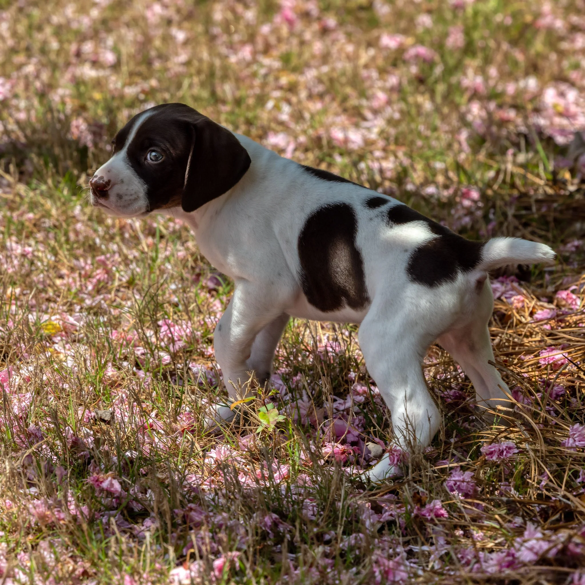 20220420-_F3A0030_AuroraHDR2019-edit.jpg