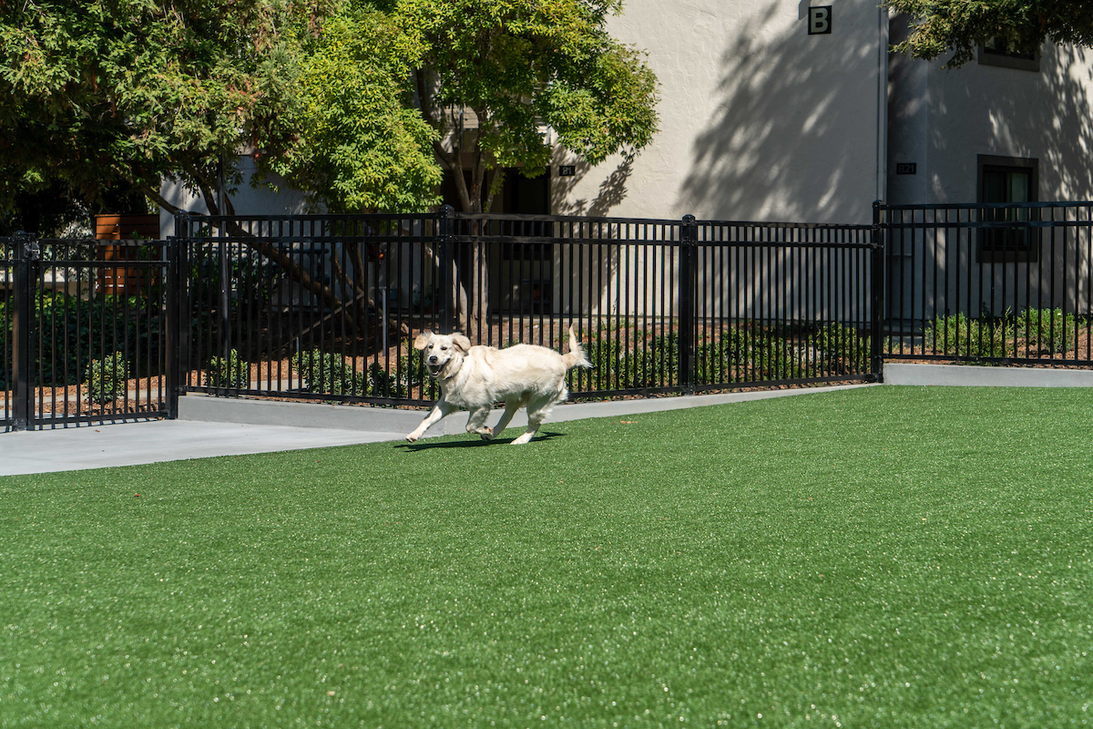 Sharon Green_190828_161929_Dog Area Pet Friendly.jpg