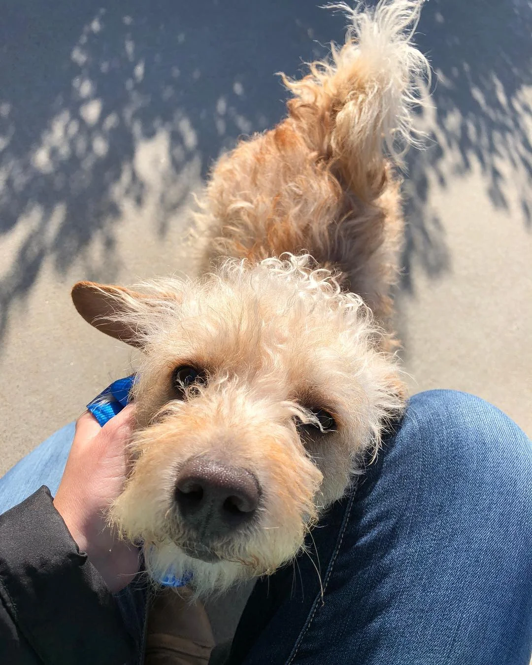 Benji