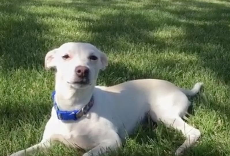INDI