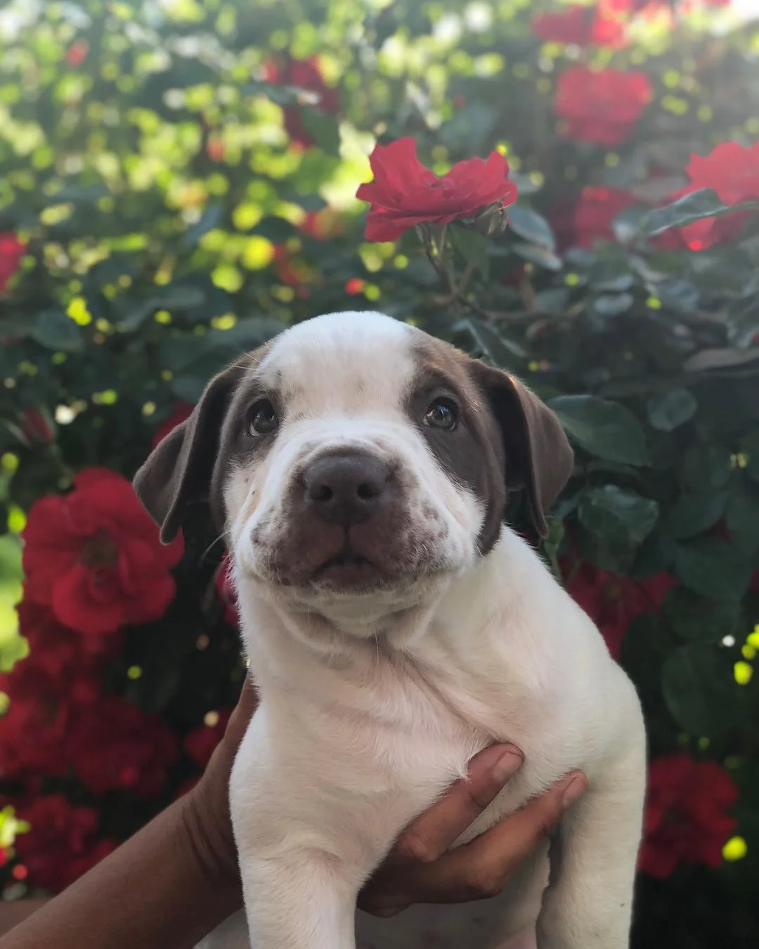 Kahlua