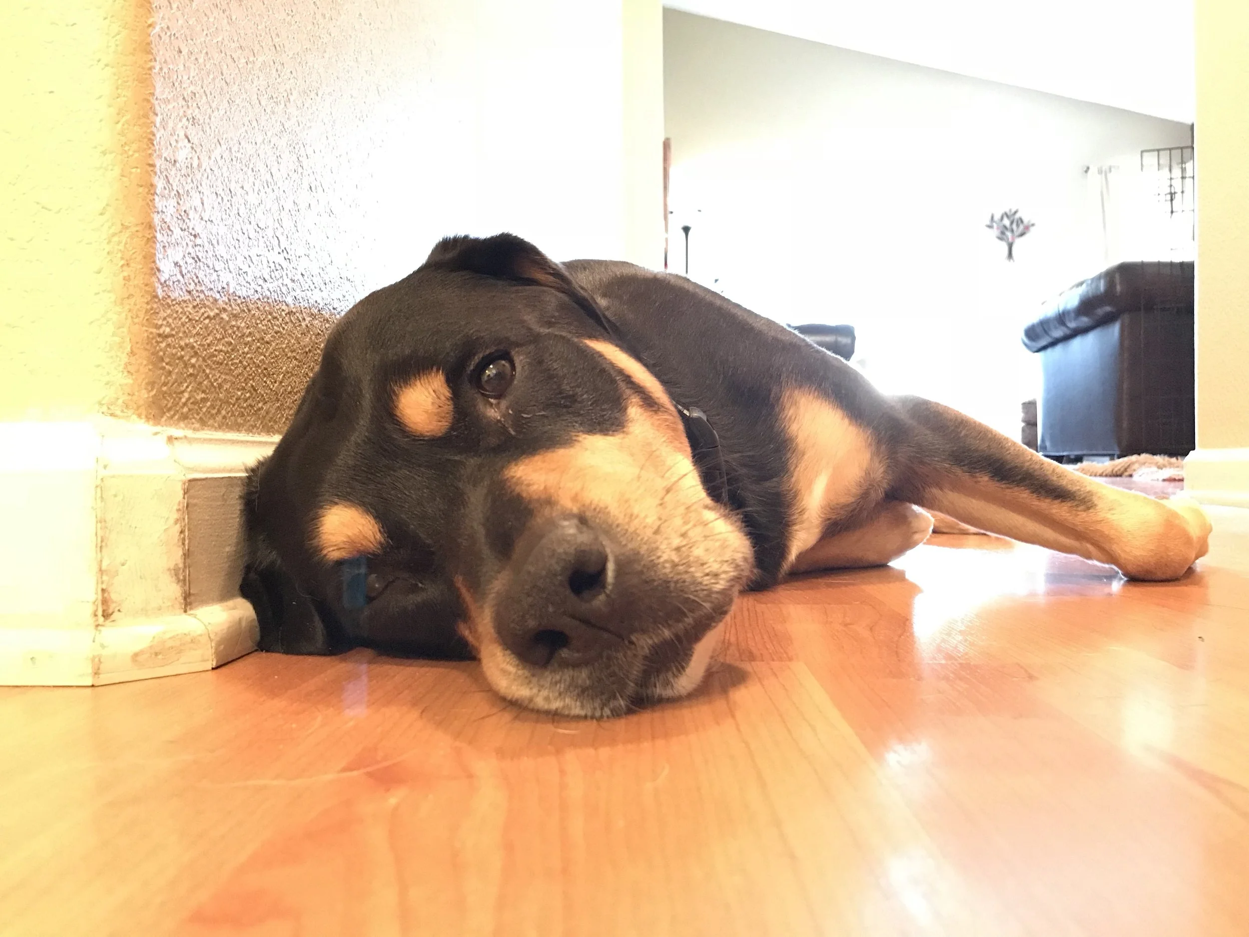 Hugo