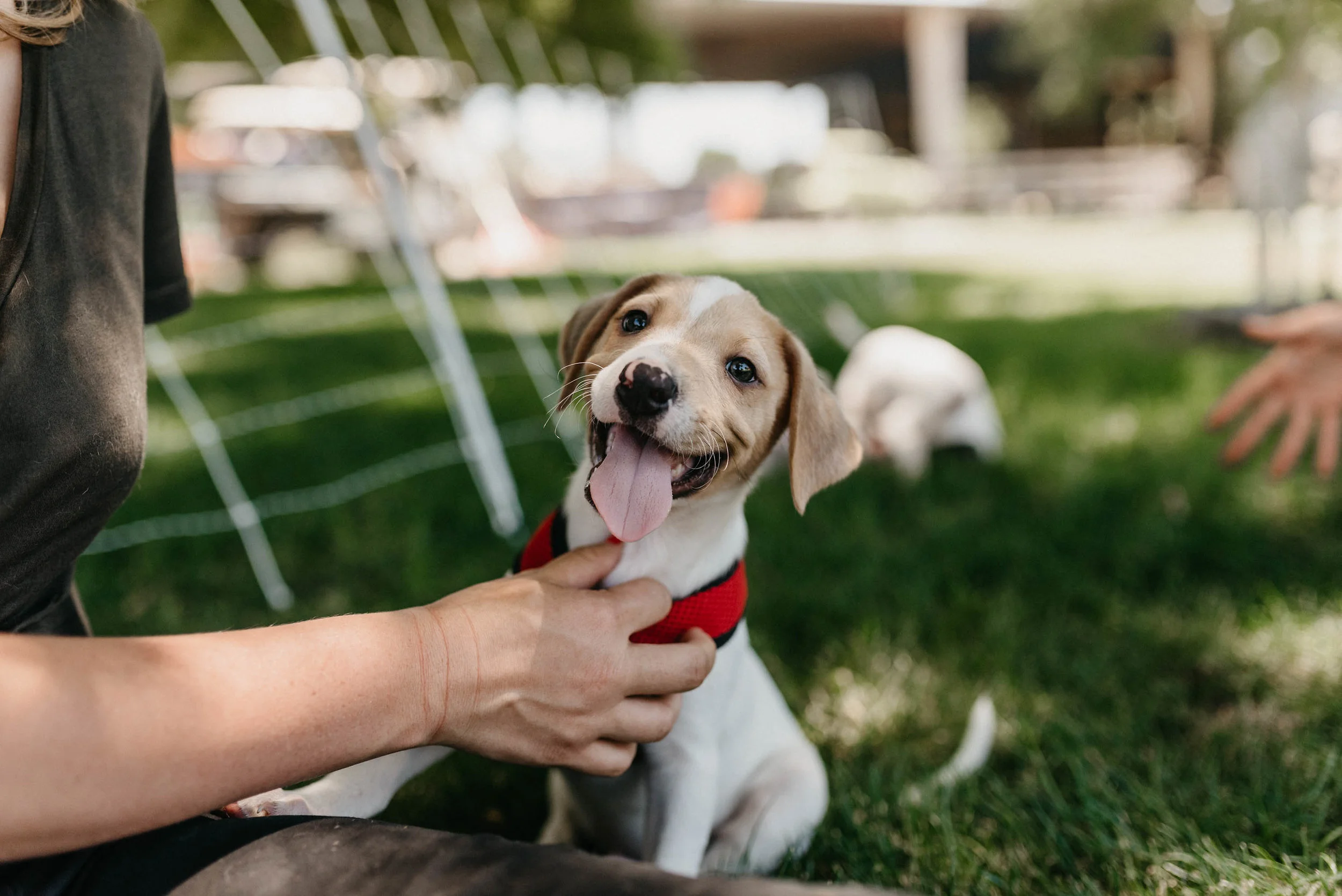 hearts for paws rescue