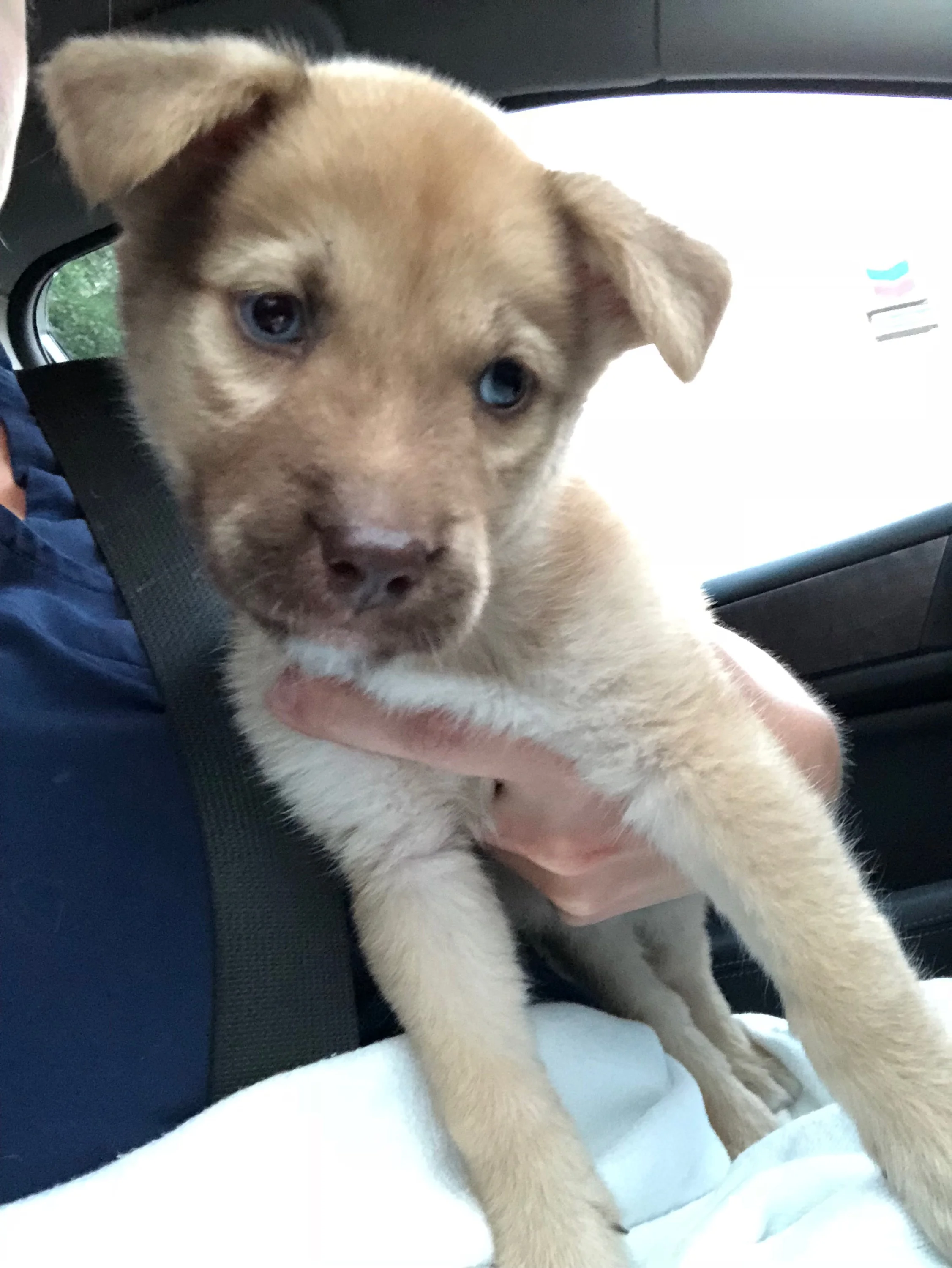 Nala