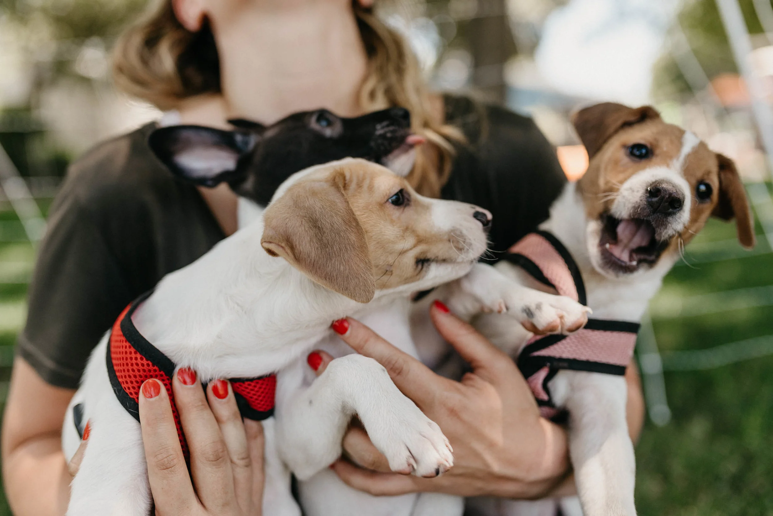 Bringing Home Your Adopted Dog — Hearts for Paws Rescue