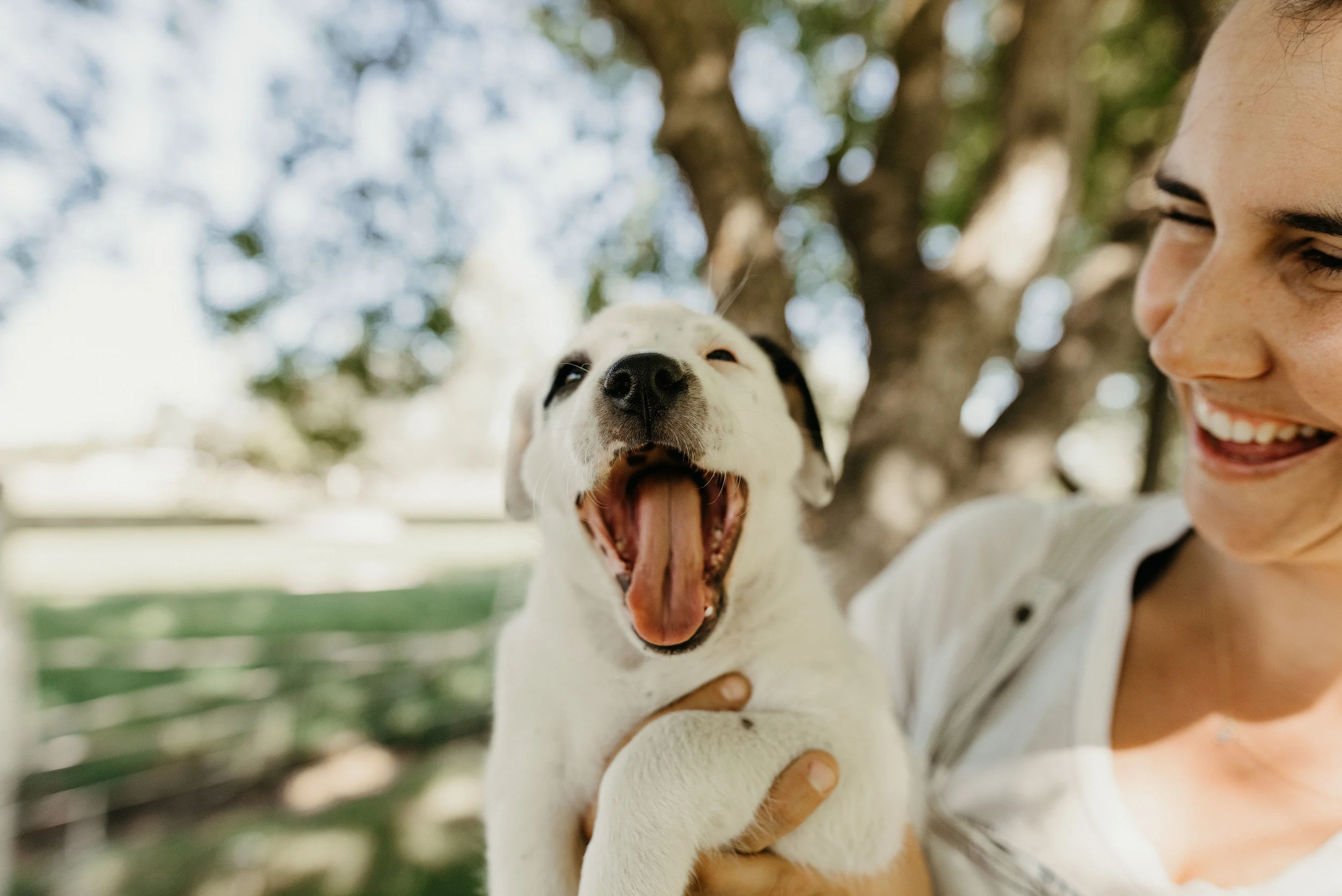 hearts for paws rescue