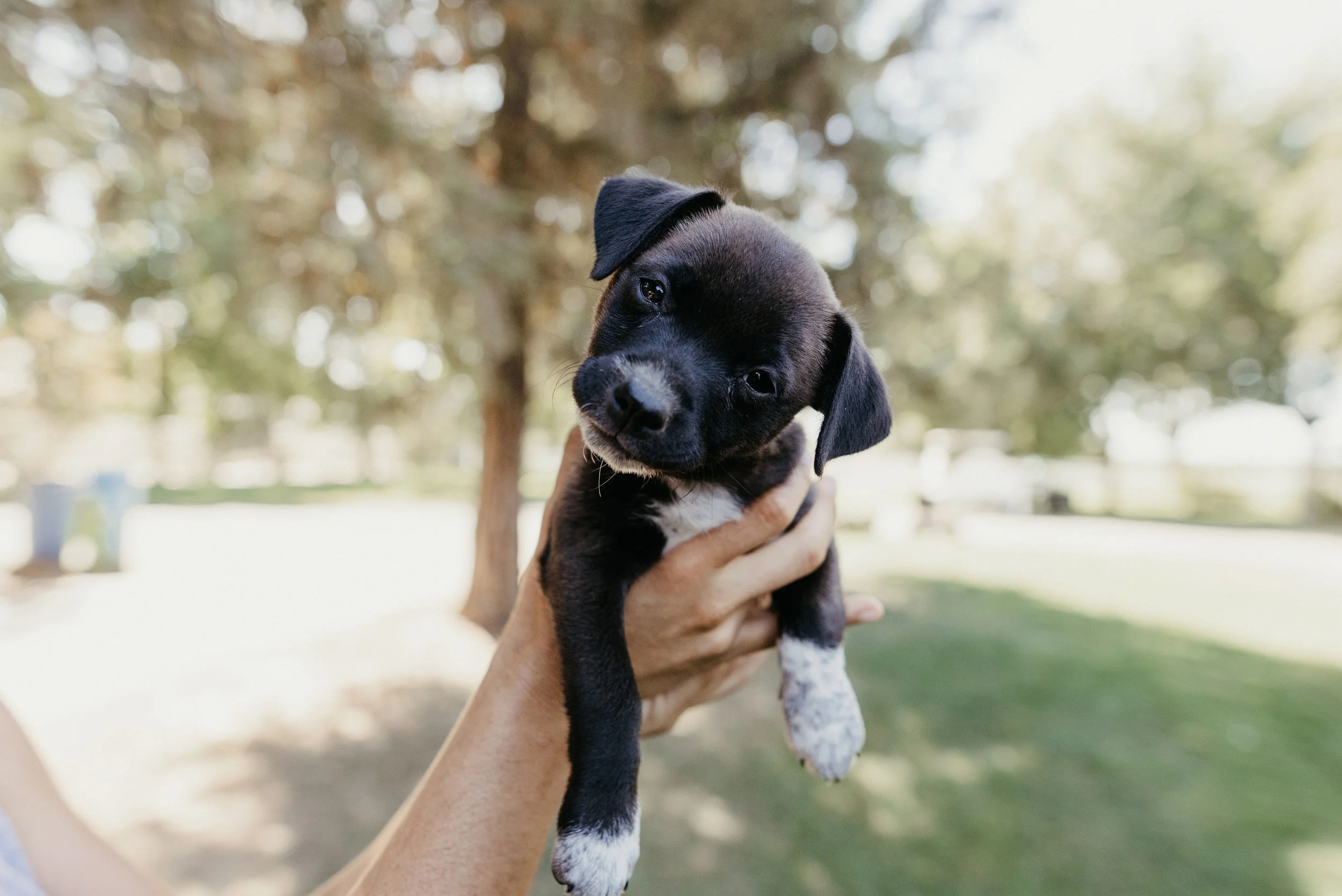 hearts for paws rescue