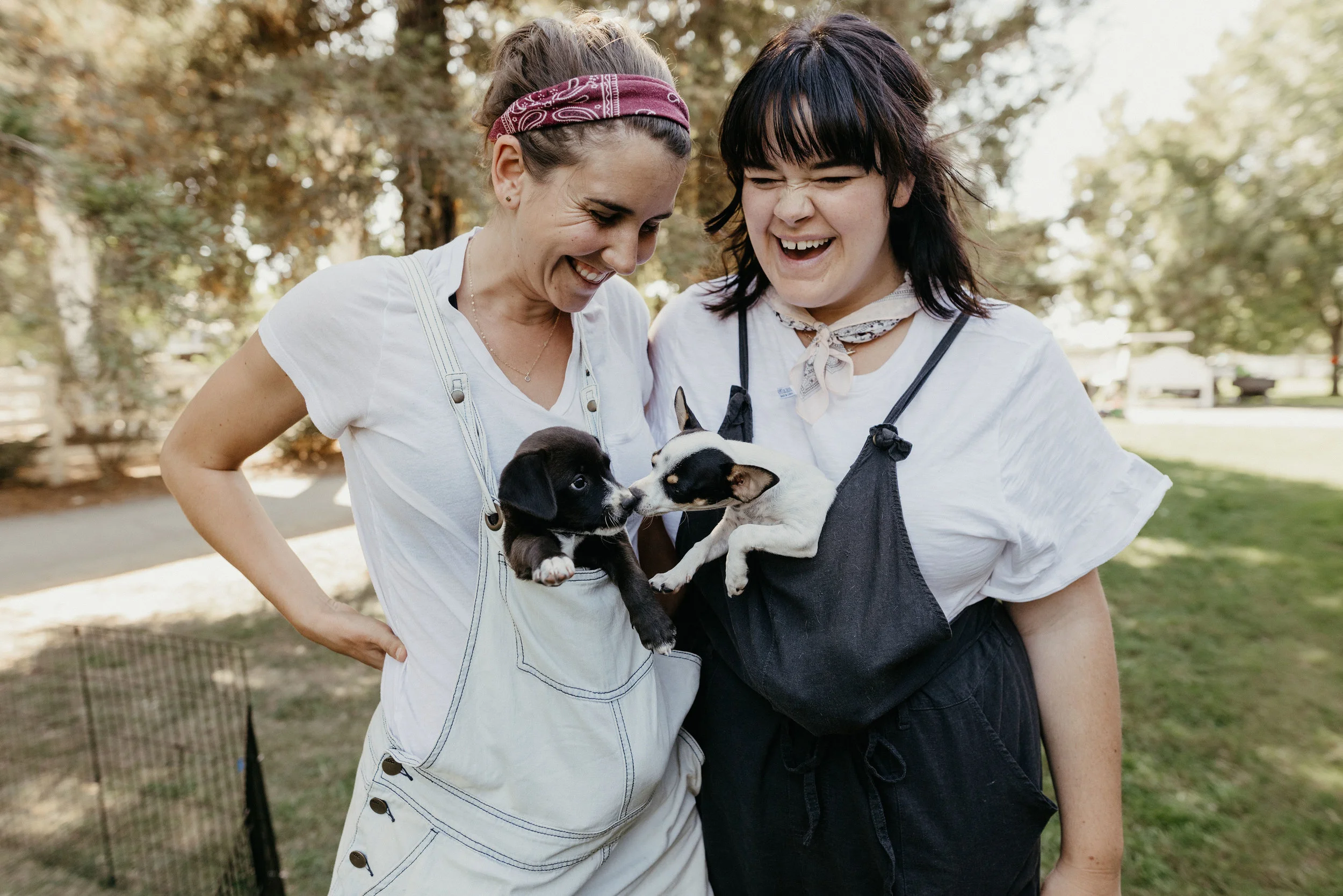 hearts for paws rescue