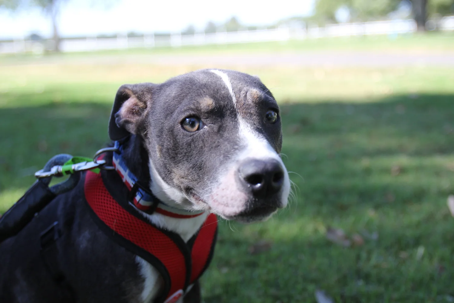 Love Bug — Hearts for Paws Rescue