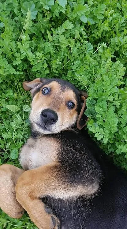 Puppy Peanut